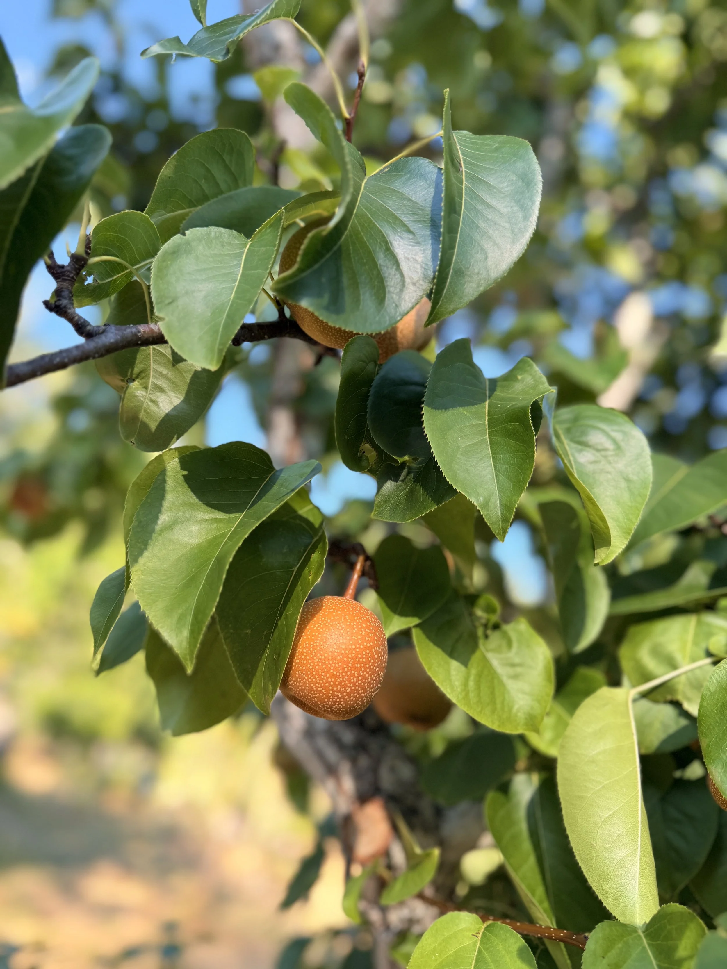 asian pear heritage anderson valley.jpeg