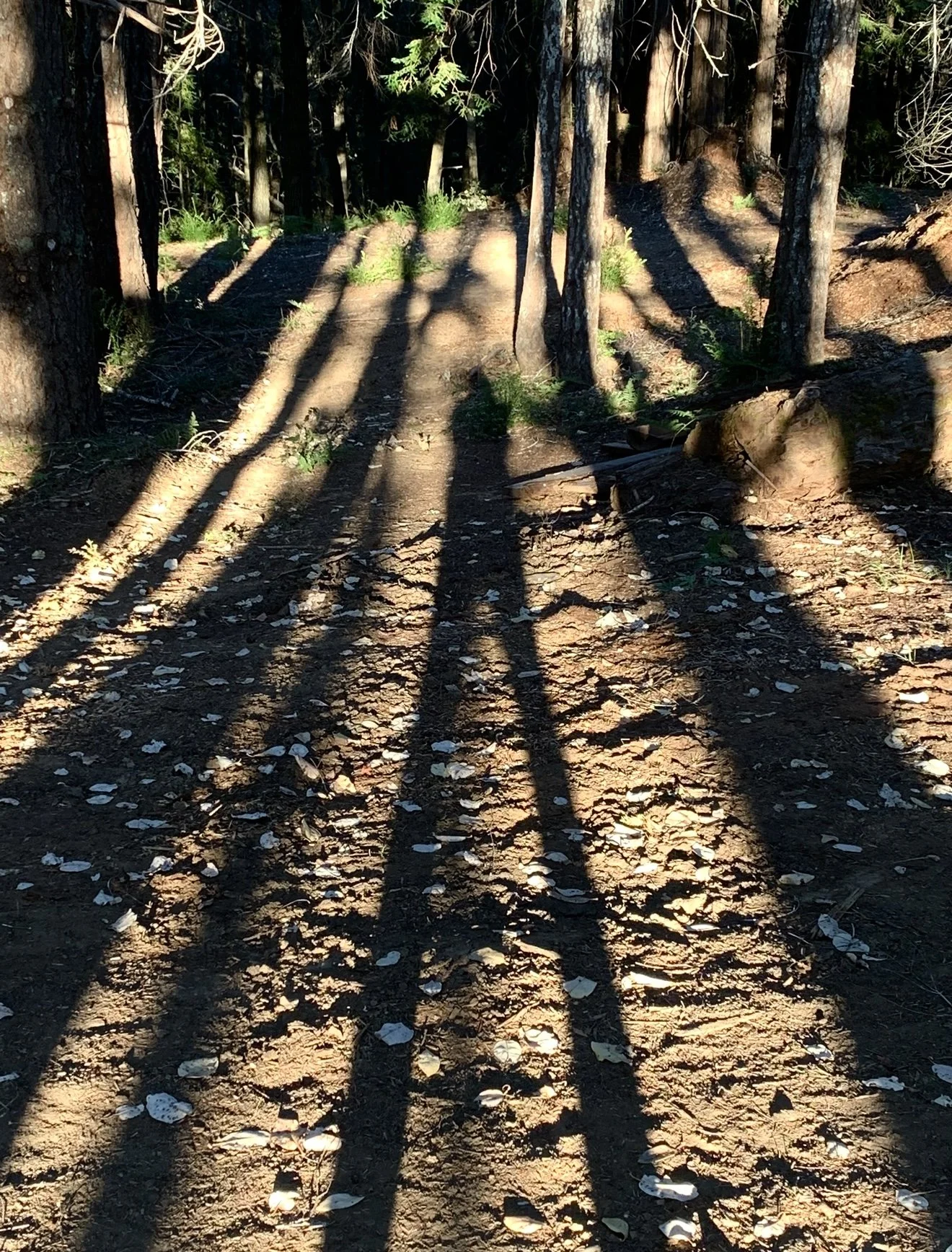 long shadow redwoods .jpeg