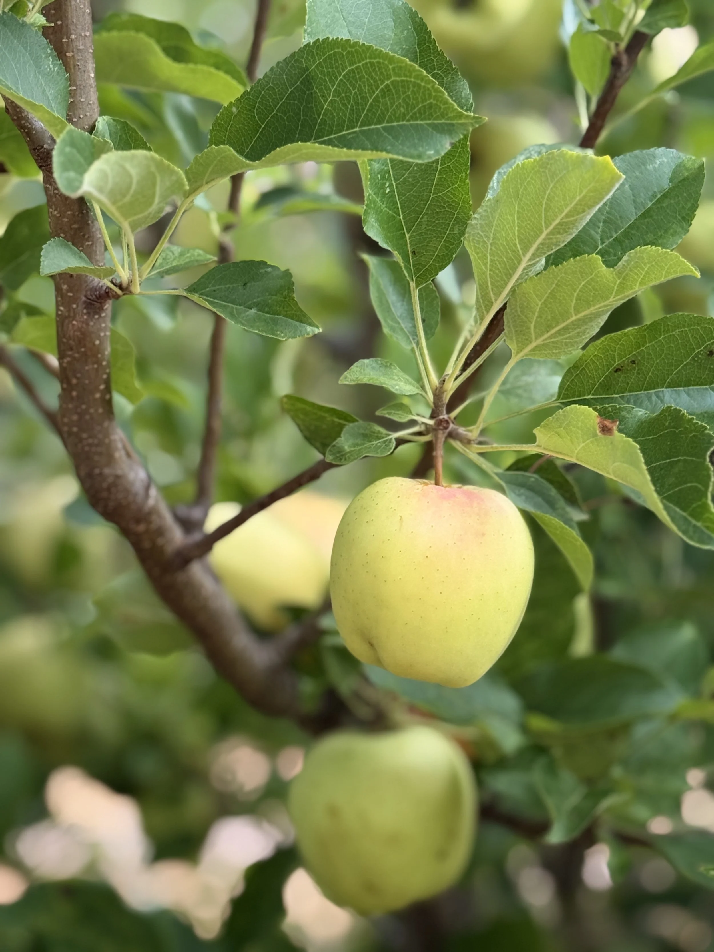 golden delicious barndiva farm heritage apples.jpg