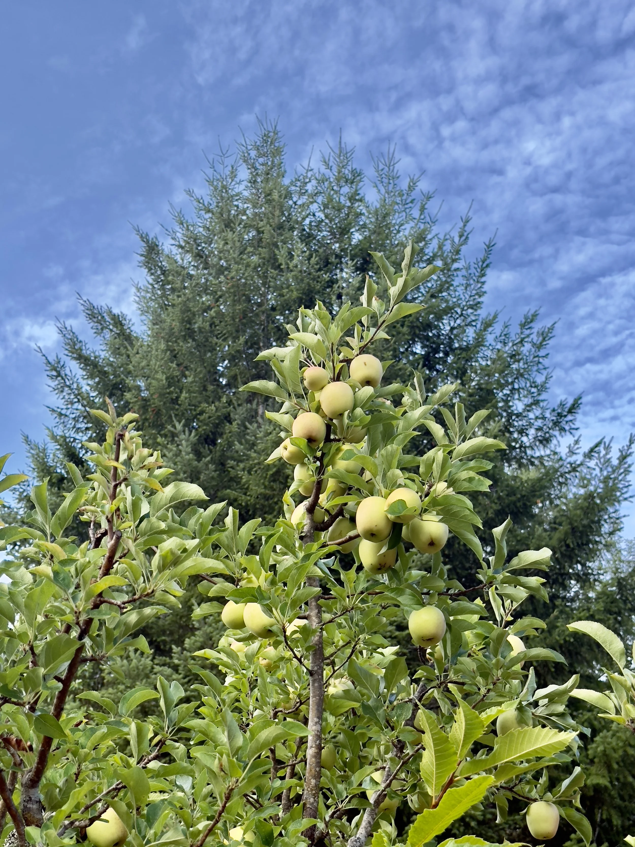 ridge top apple orchard .jpg