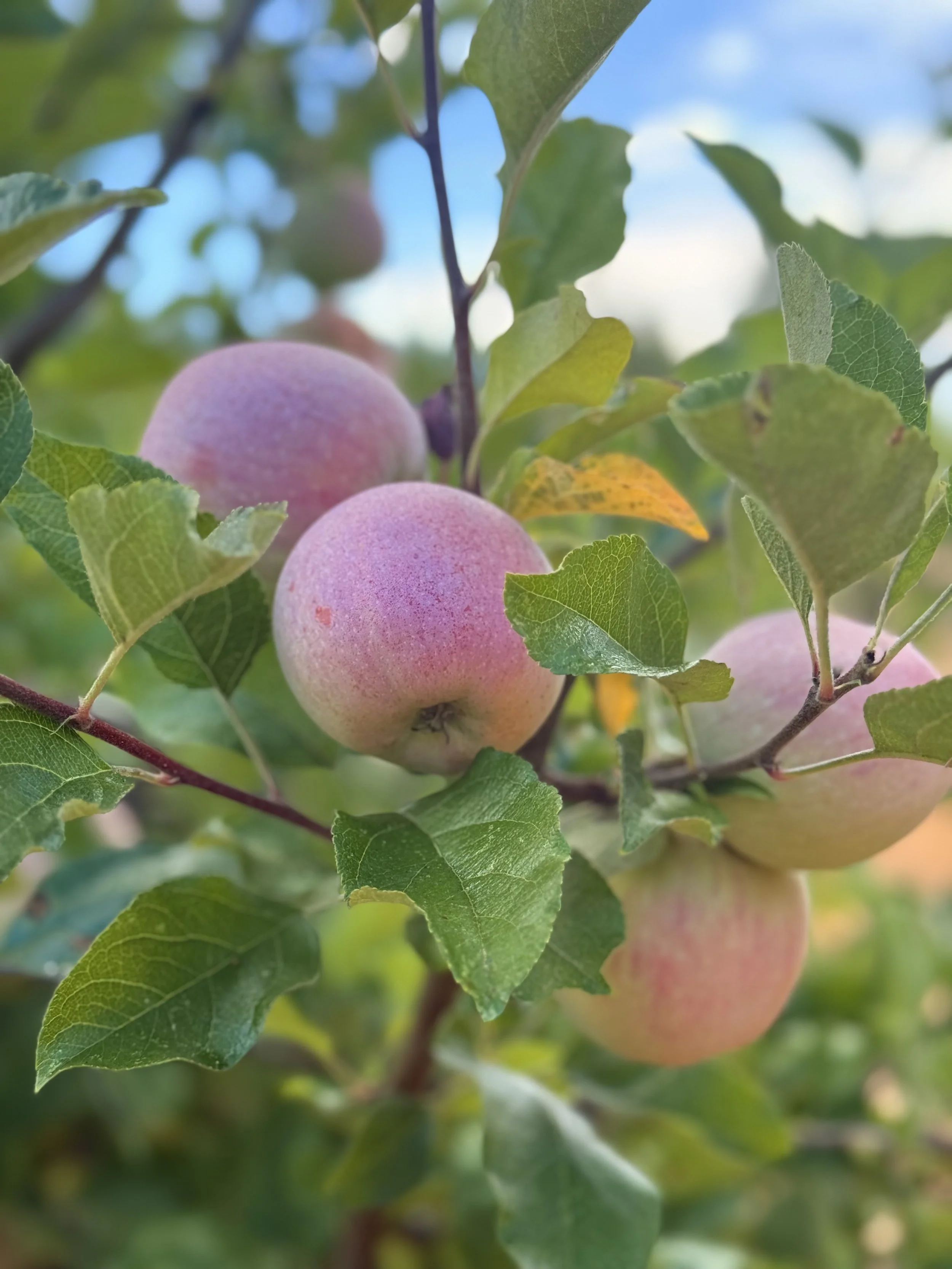 pink lady apple trees mendocino.jpg