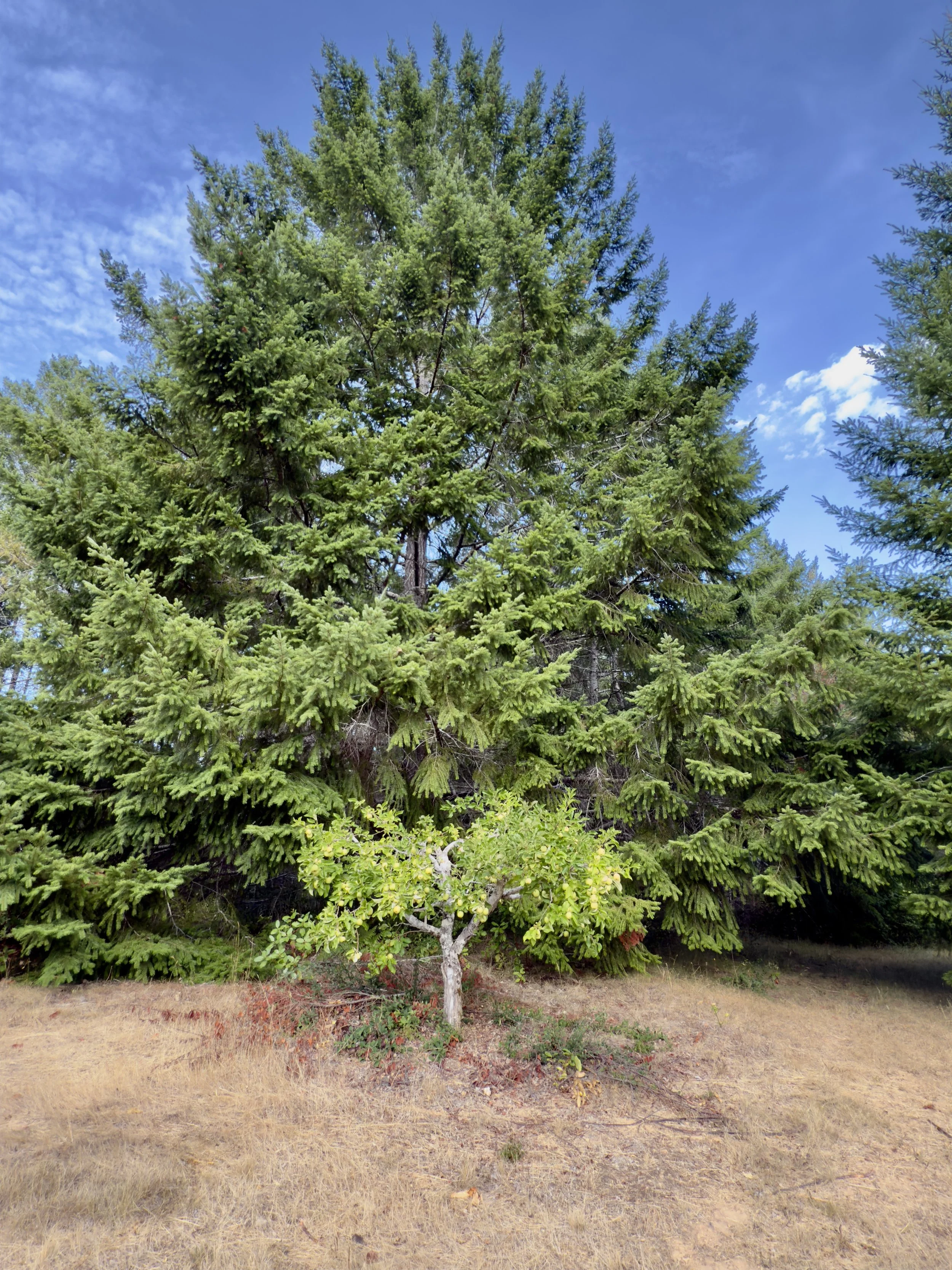 big tree little apple tree jpg.jpg