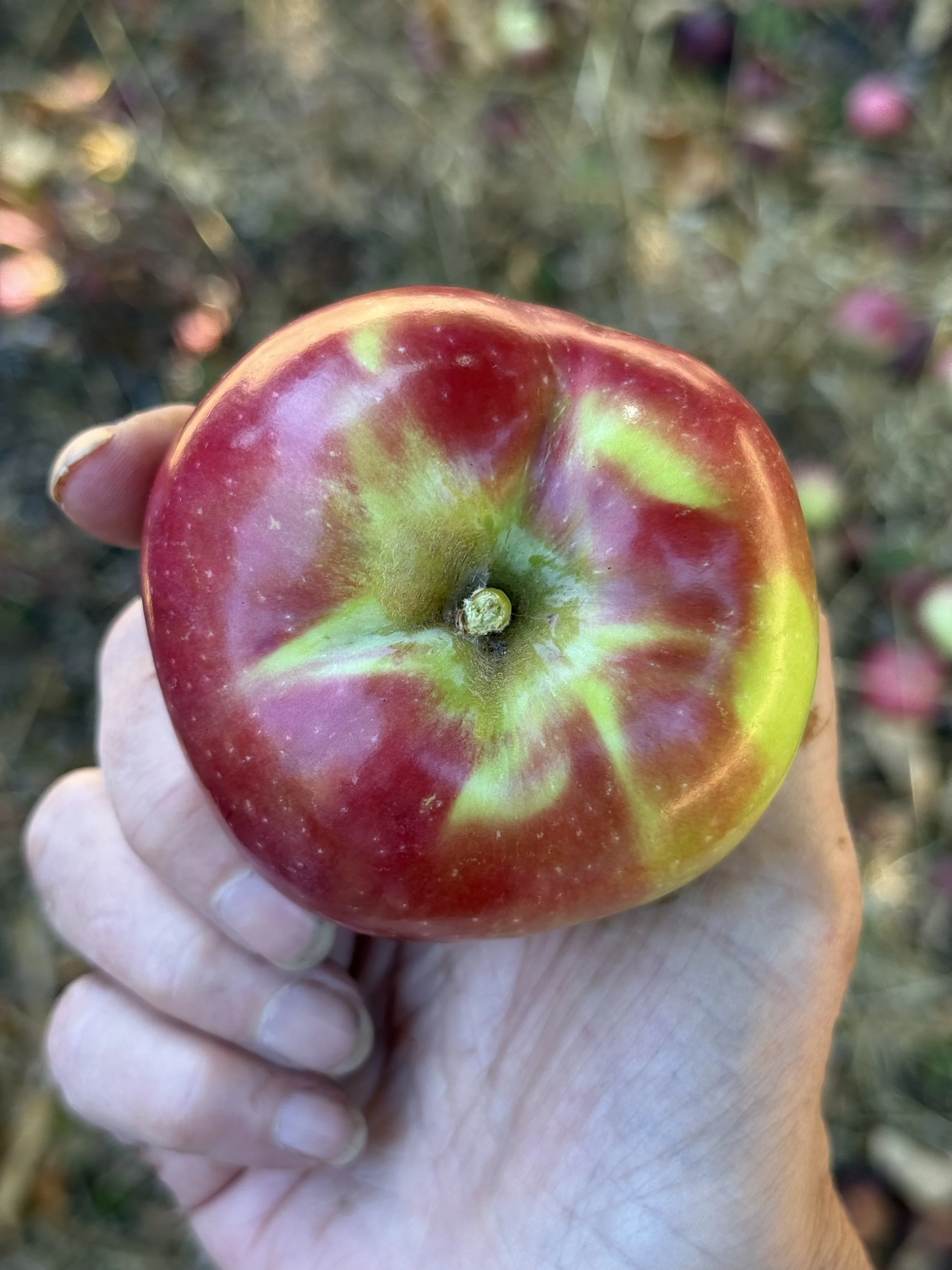 barndiva farm macintosh apple .jpg