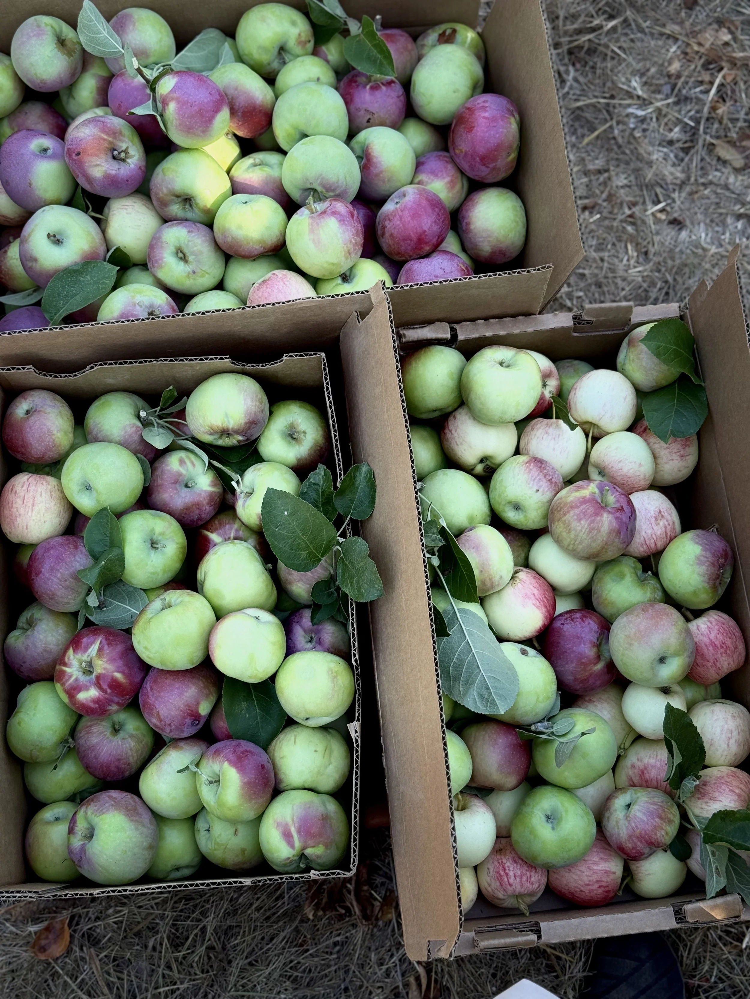 fresh picked mactonish organic apples barndiva farm.jpg