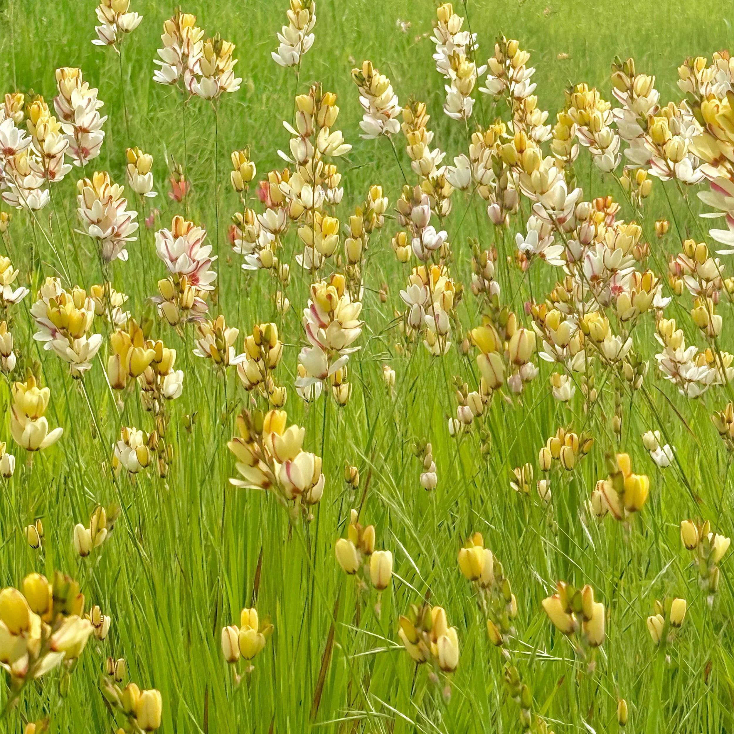 Earth Day. Farm Journal Philo, Spring '26