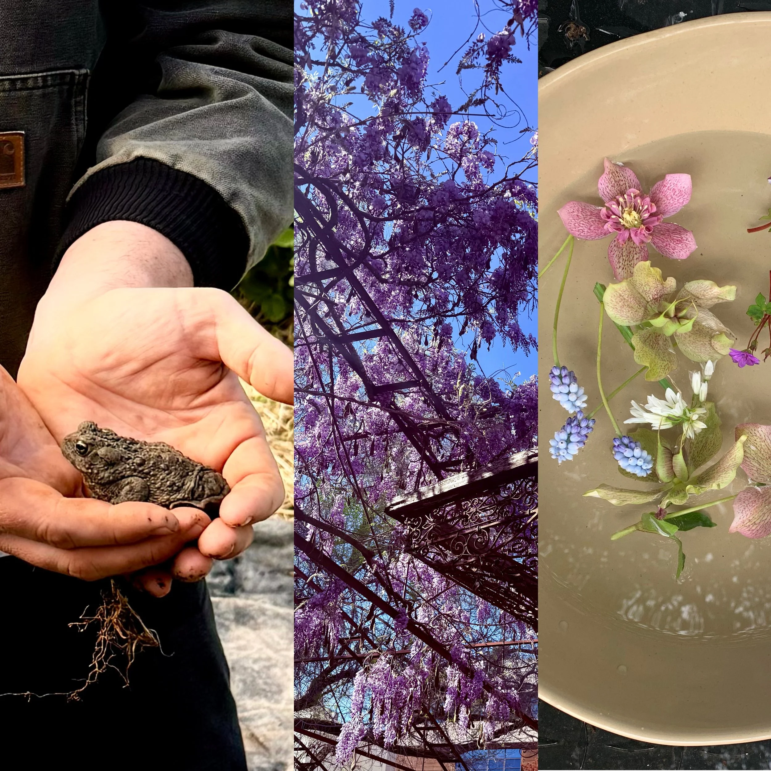 wisteria header .jpg