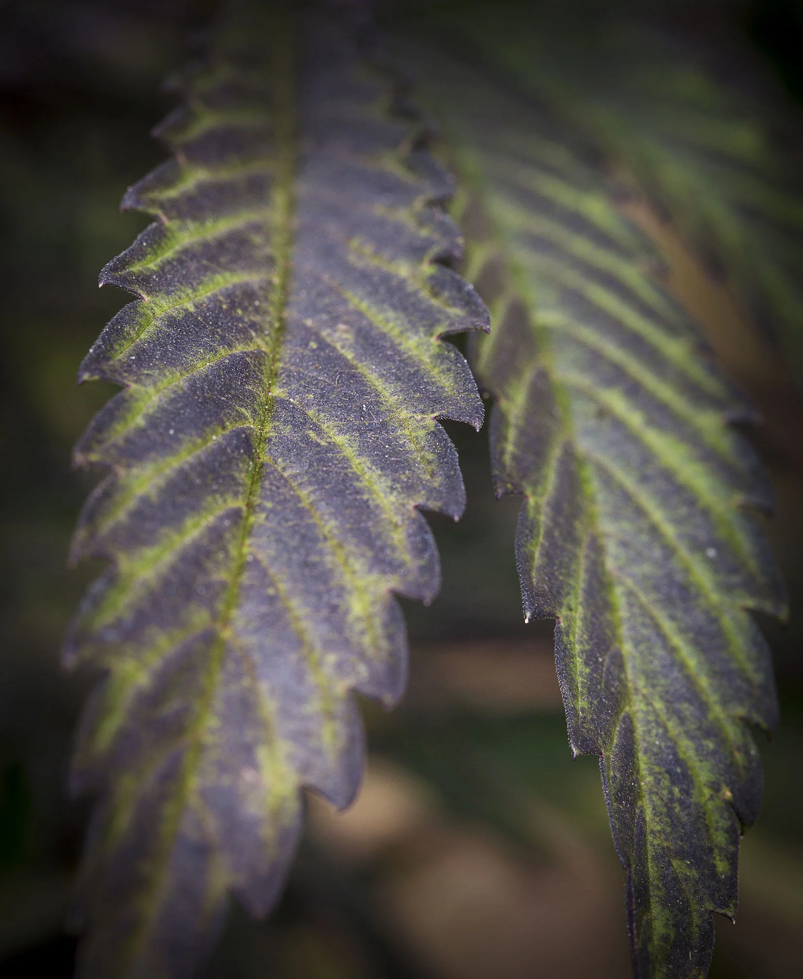 _67A0786.jpg