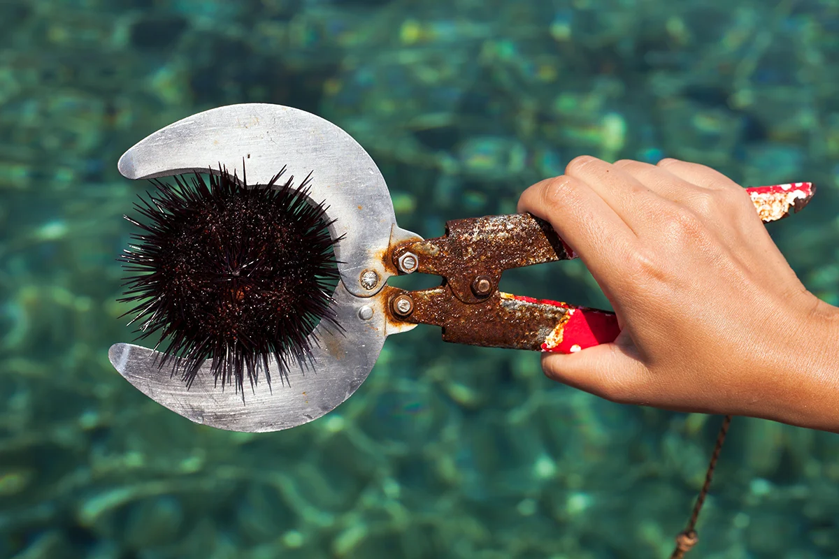 YH_urchin_2.jpg