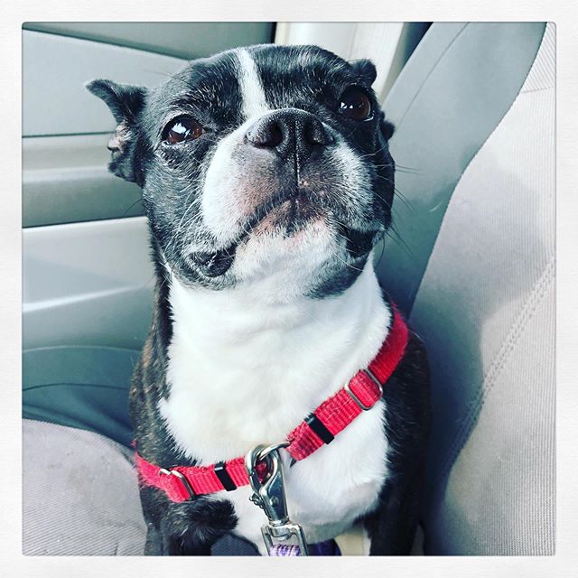 Matilda. 
#bostonterrier #BostonTerriersForever