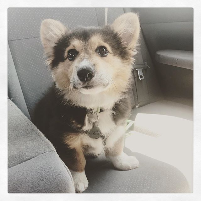 Oscar is a surprisingly chill travel pooch. #corgi #puppy