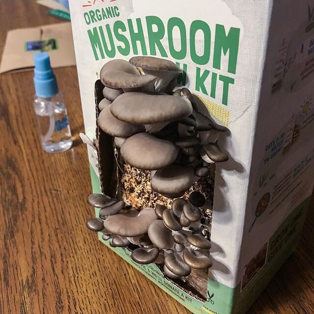 @backtotheroots_official #organic #mushroom kit #growonegiveone #oystermushrooms