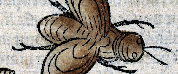 Image from the Wellcome Collection under CC BY 4.0