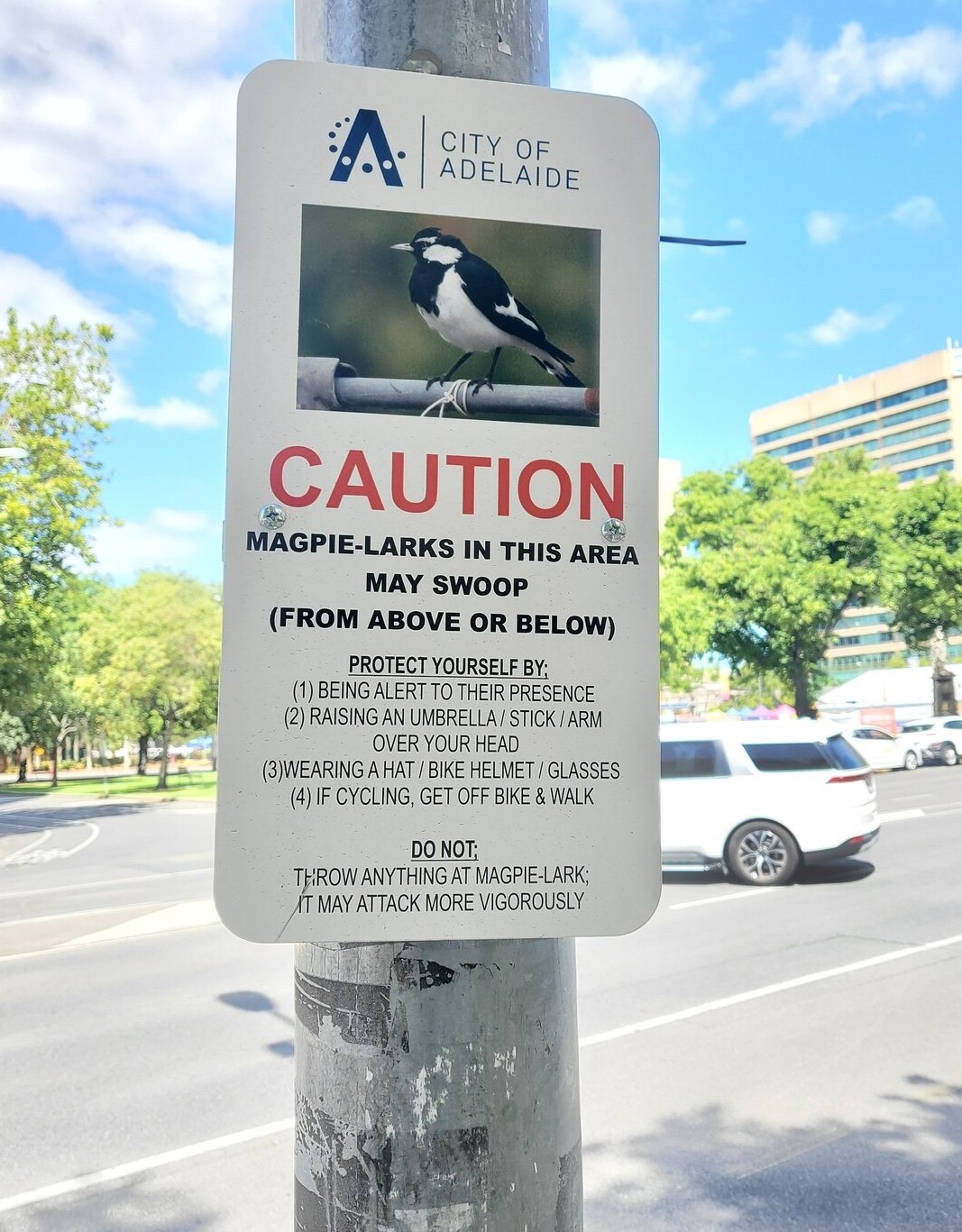 magpie-larks.jpg