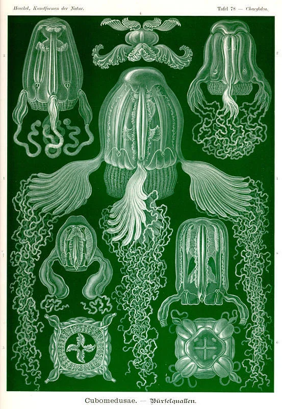 jellyfish.jpg