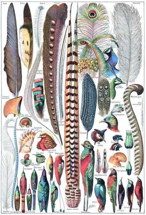 feathers.jpg