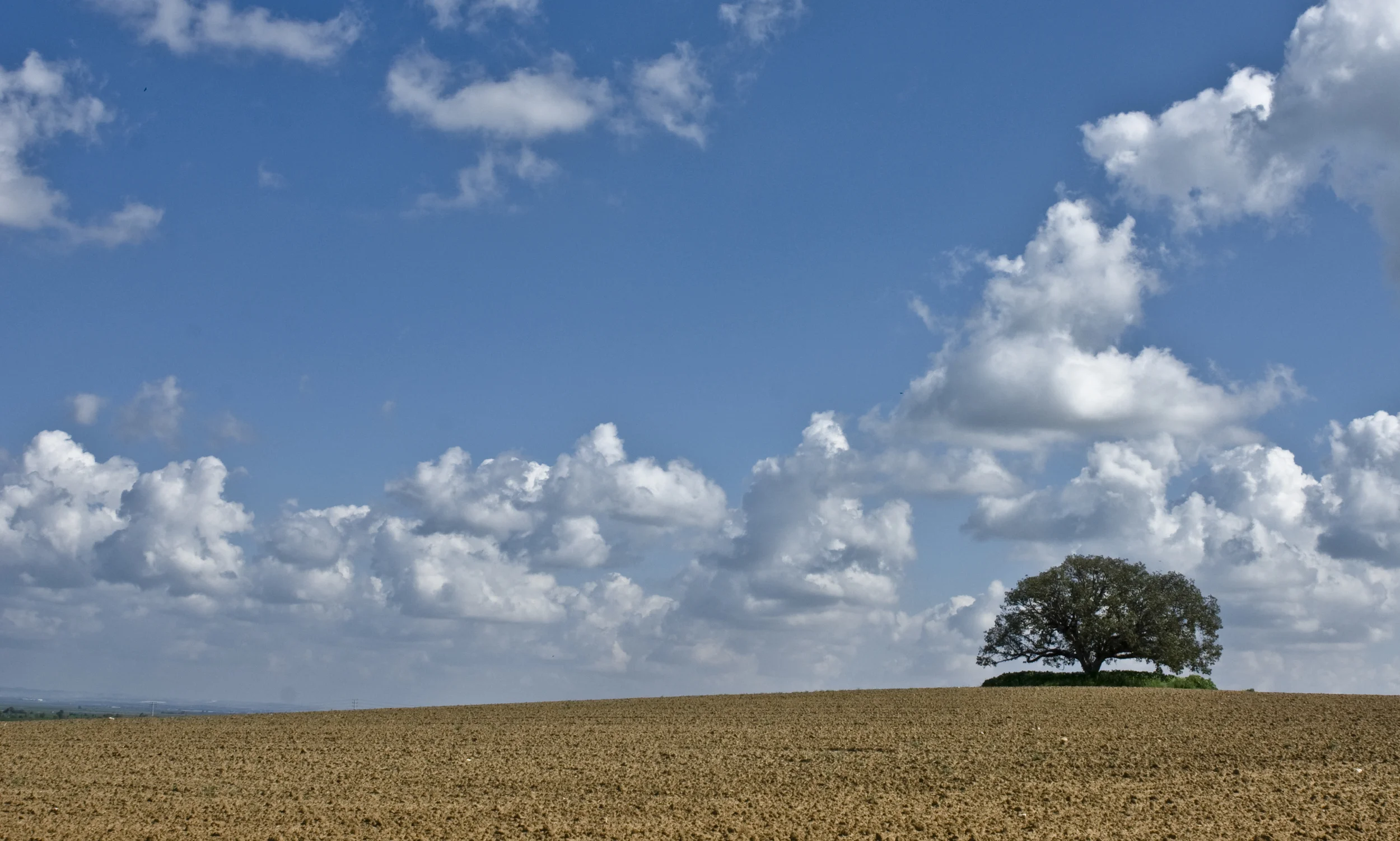 deserttree copy.jpg