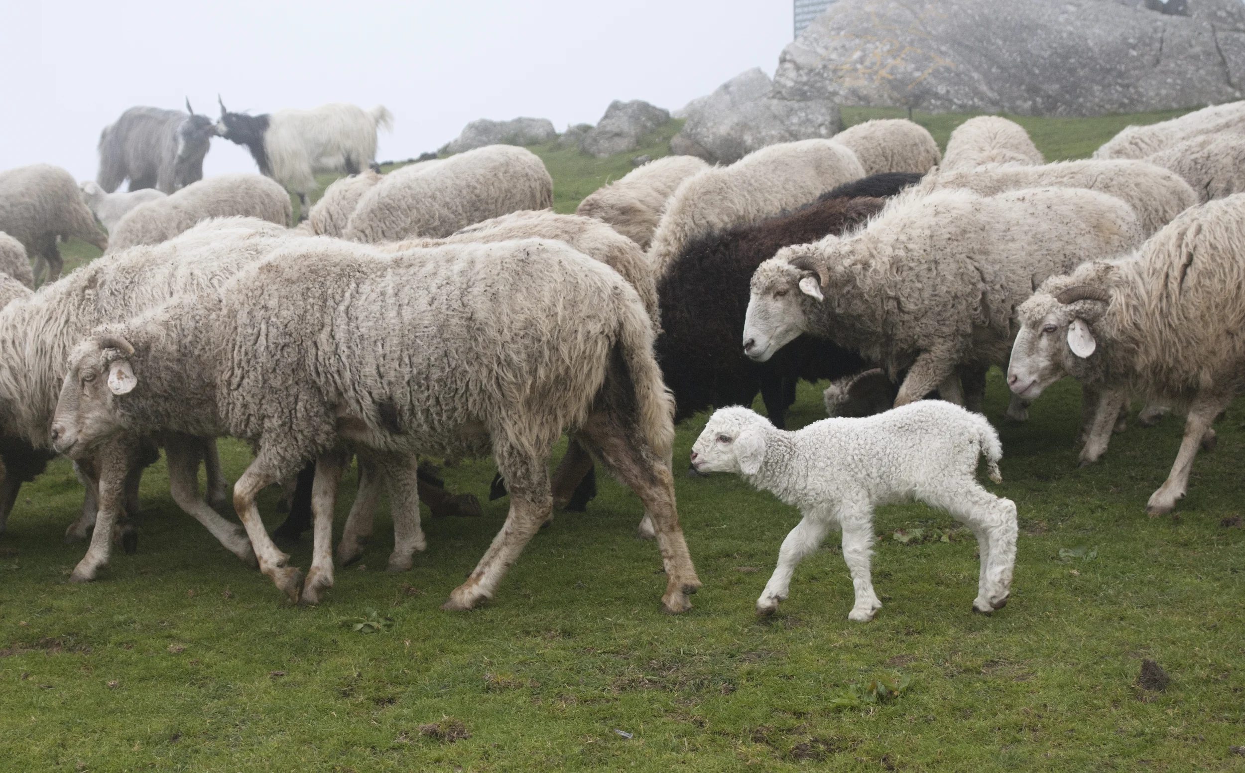 sheep.jpg