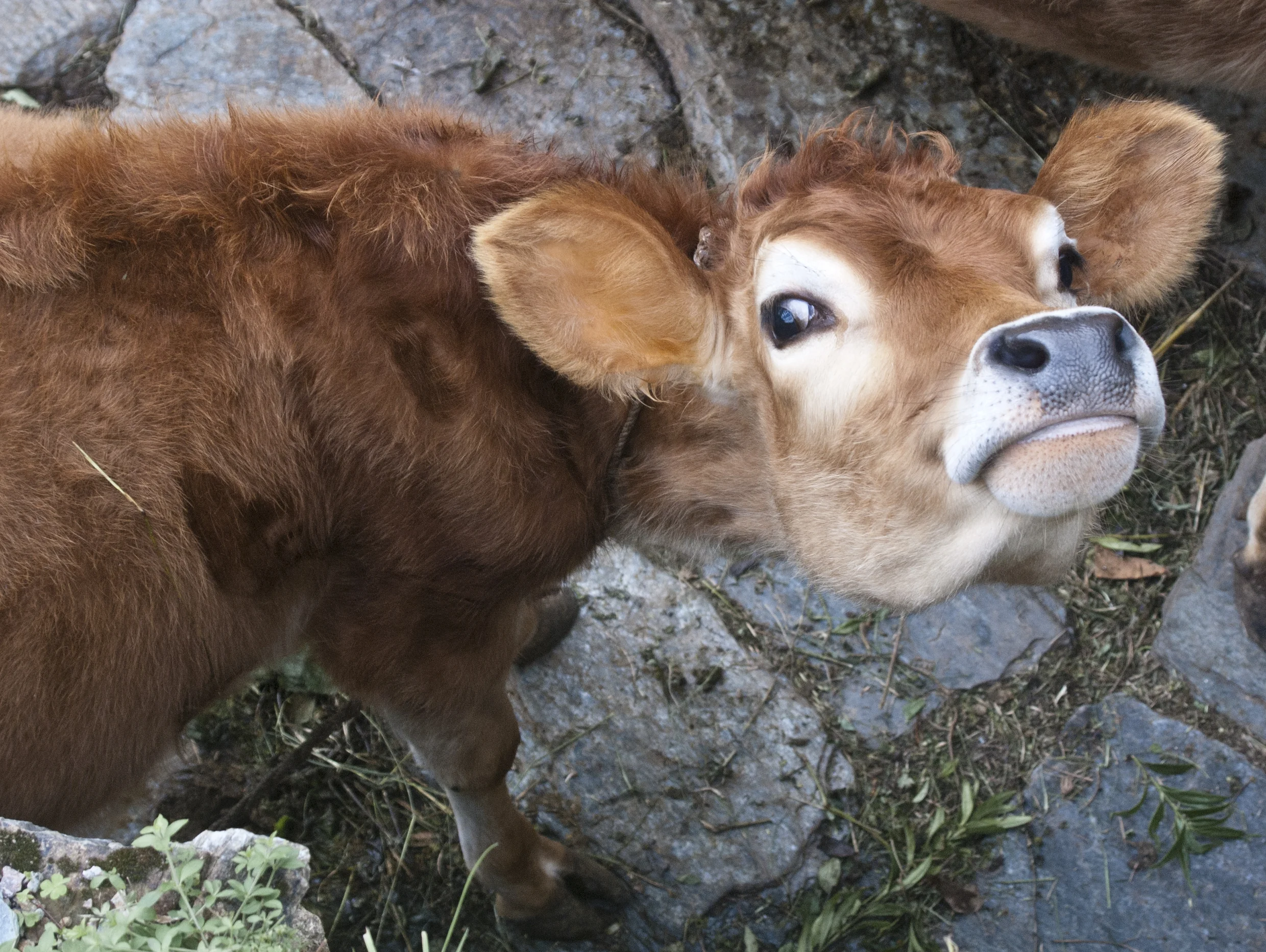 What are you looking at, Cow?
