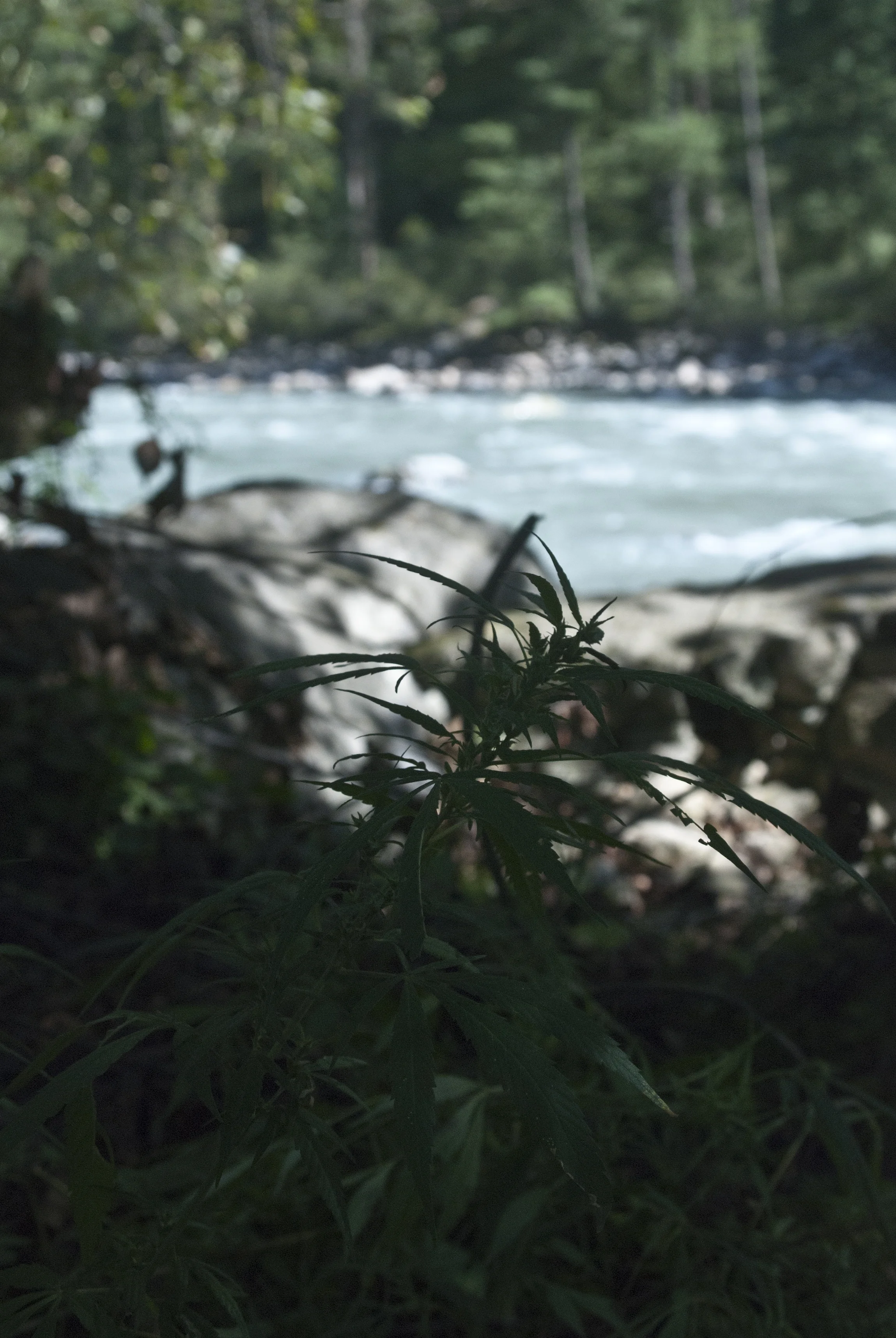 On the banks of the river Marijuana grows freely. 