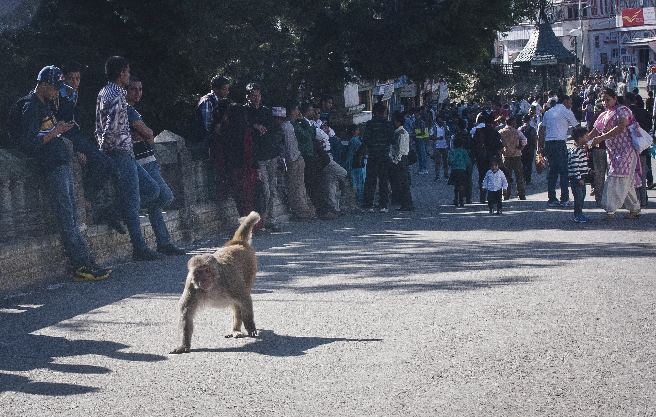Monkeys run freely and dominate the city of Shimla.