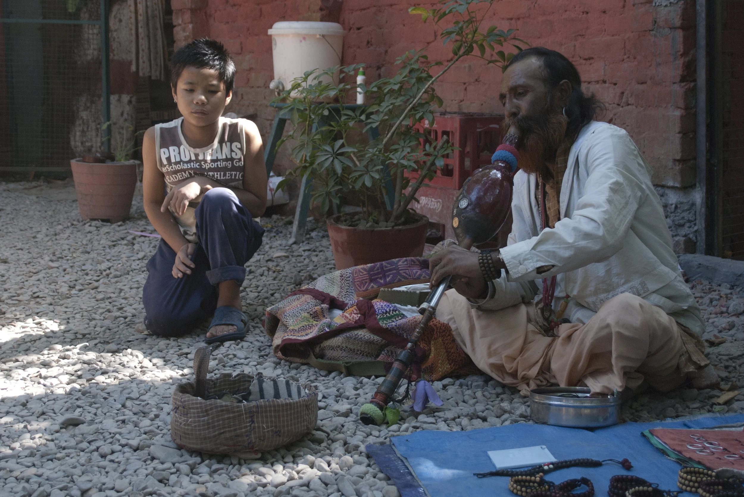 A man charms his Cobra by playing the pungi. 