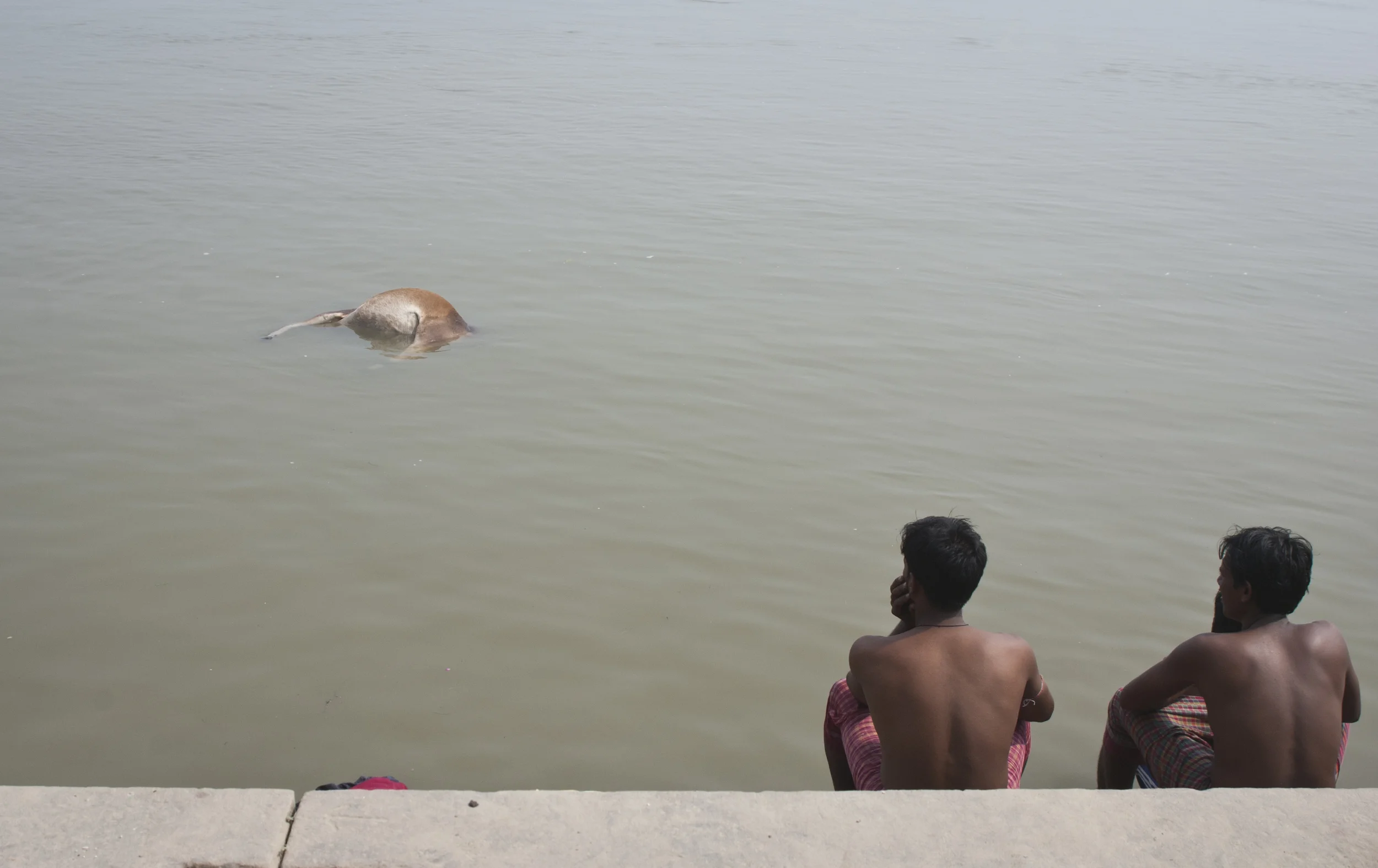 Cow and human corpses are common sights in this part of the river. 