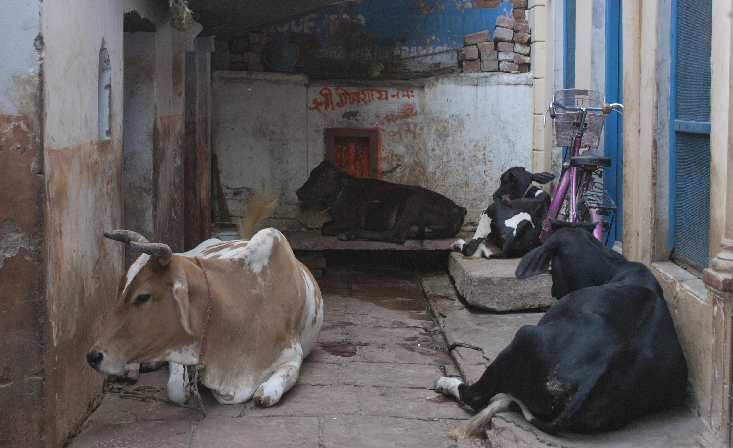Cows sleeping outside of the hostel in Varanasi