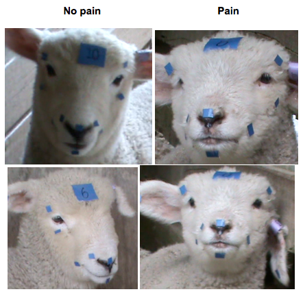 Lamb Face Examples.png