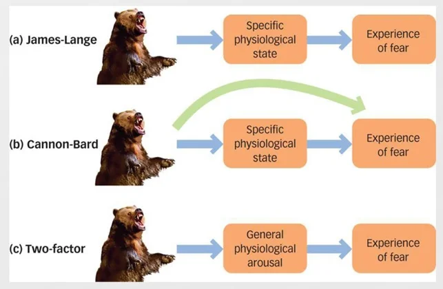 The three main psychological theories of emotion.