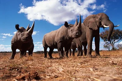 Elephants and Rhinos