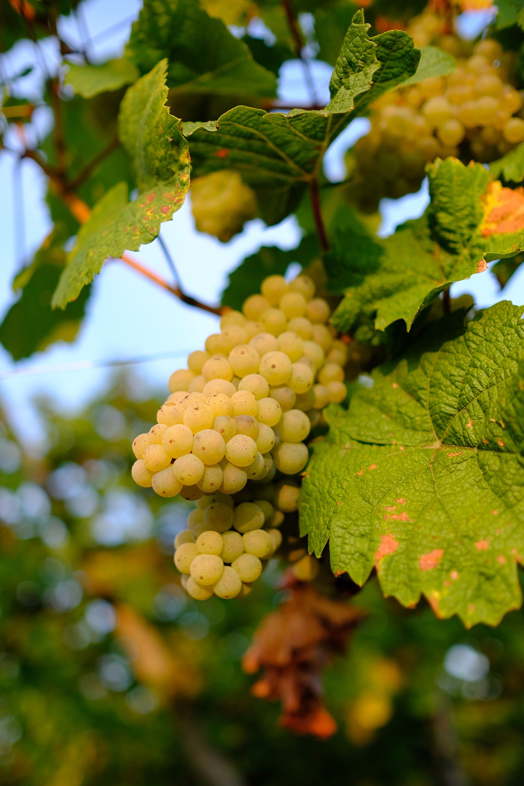 fotoreportage-wijn produceren-Vignoble des 2 lunes-Bosman Wijnkopers-453.jpg