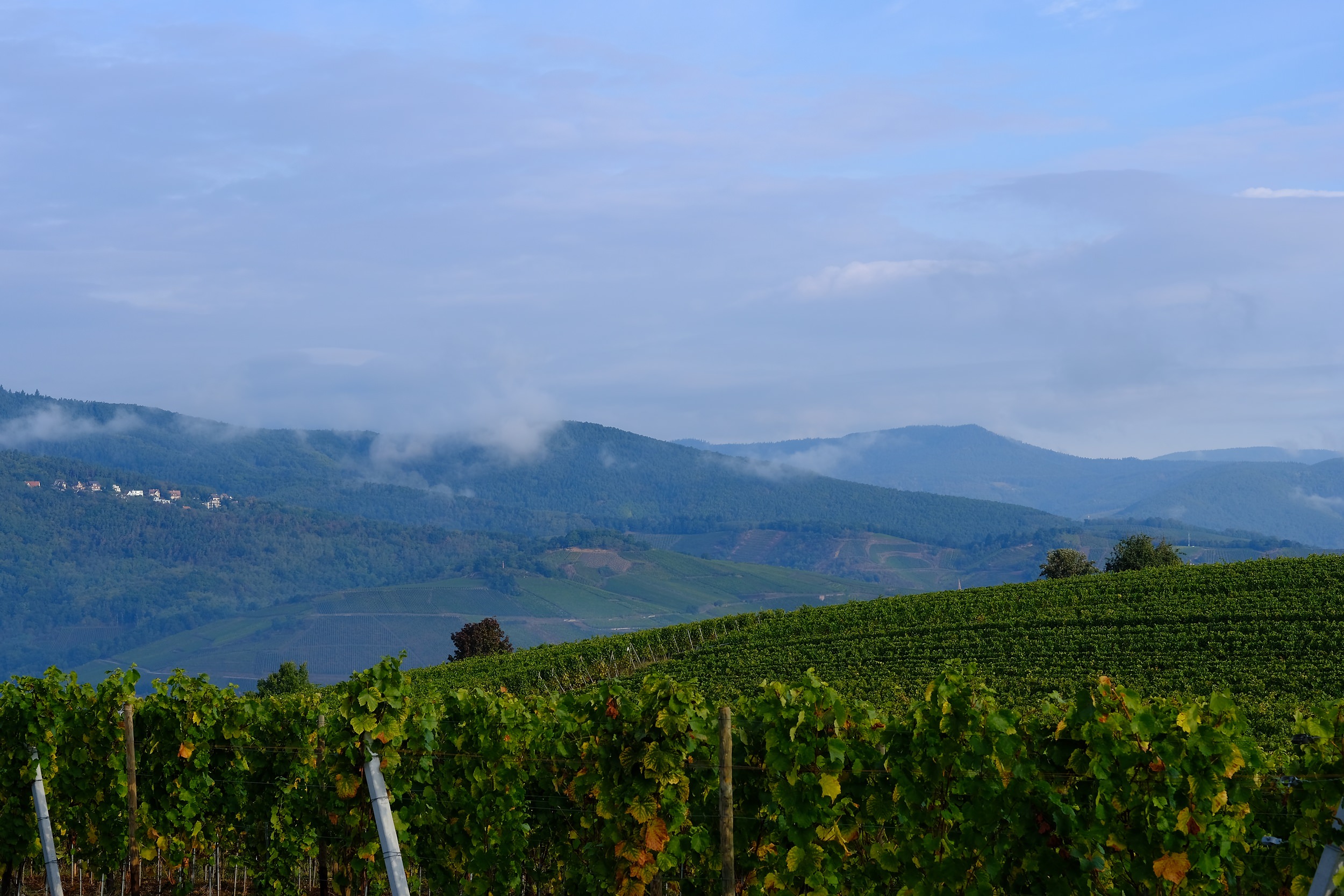 fotoreportage-wijn produceren-Vignoble des 2 lunes-Bosman Wijnkopers-456.jpg