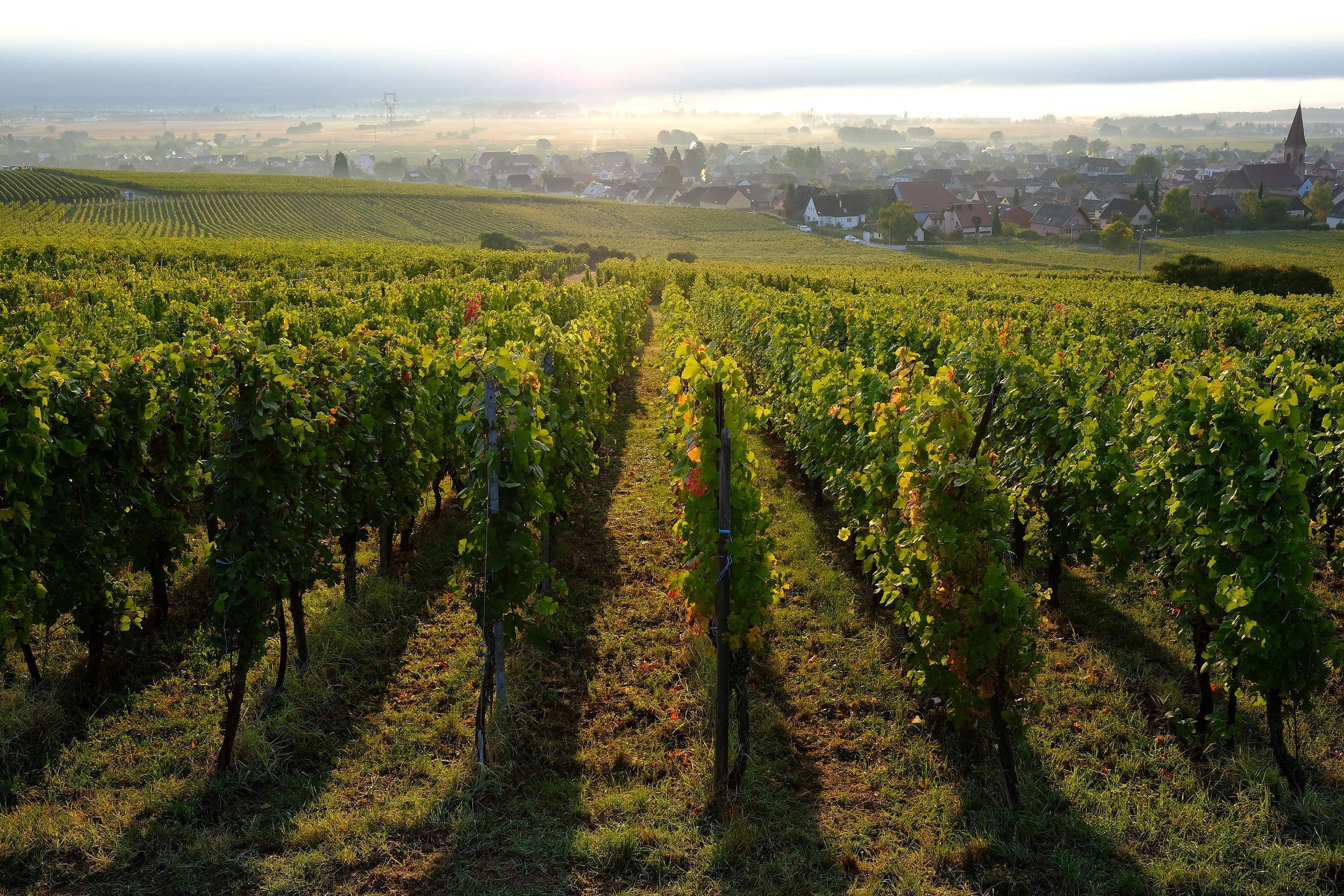 fotoreportage-wijn produceren-Vignoble des 2 lunes-Bosman Wijnkopers-454.jpg