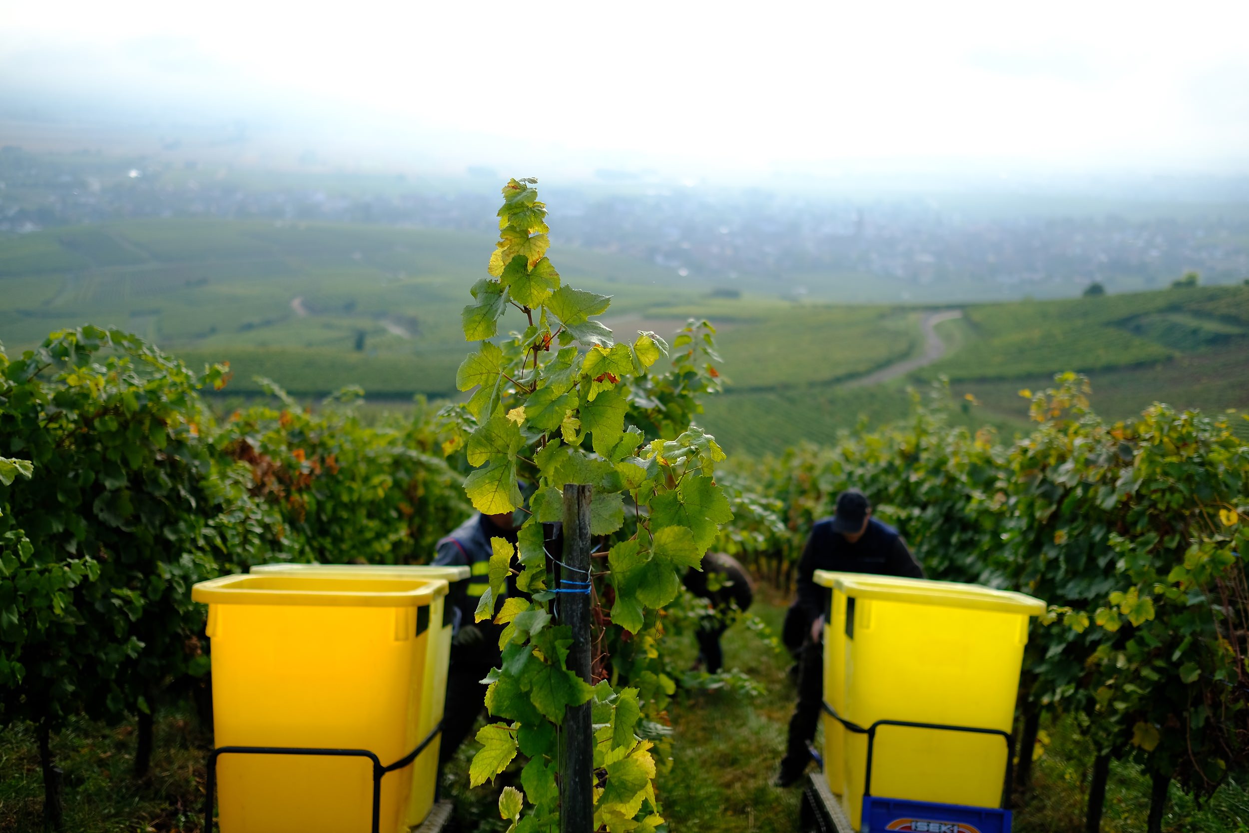 fotoreportage-wijn produceren-Vignoble des 2 lunes-Bosman Wijnkopers-458.jpg