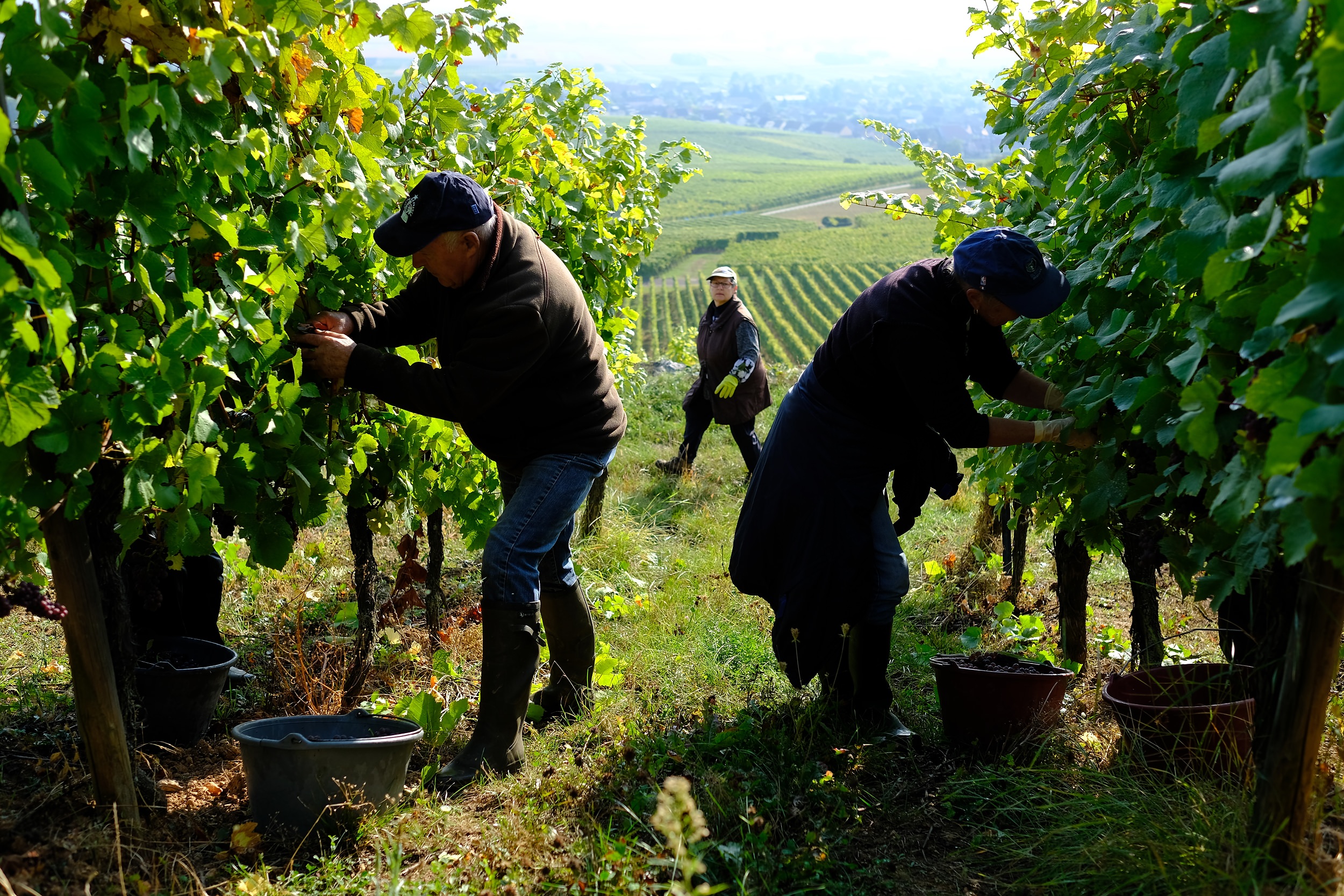 fotoreportage-wijn produceren-Vignoble des 2 lunes-Bosman Wijnkopers-463.jpg