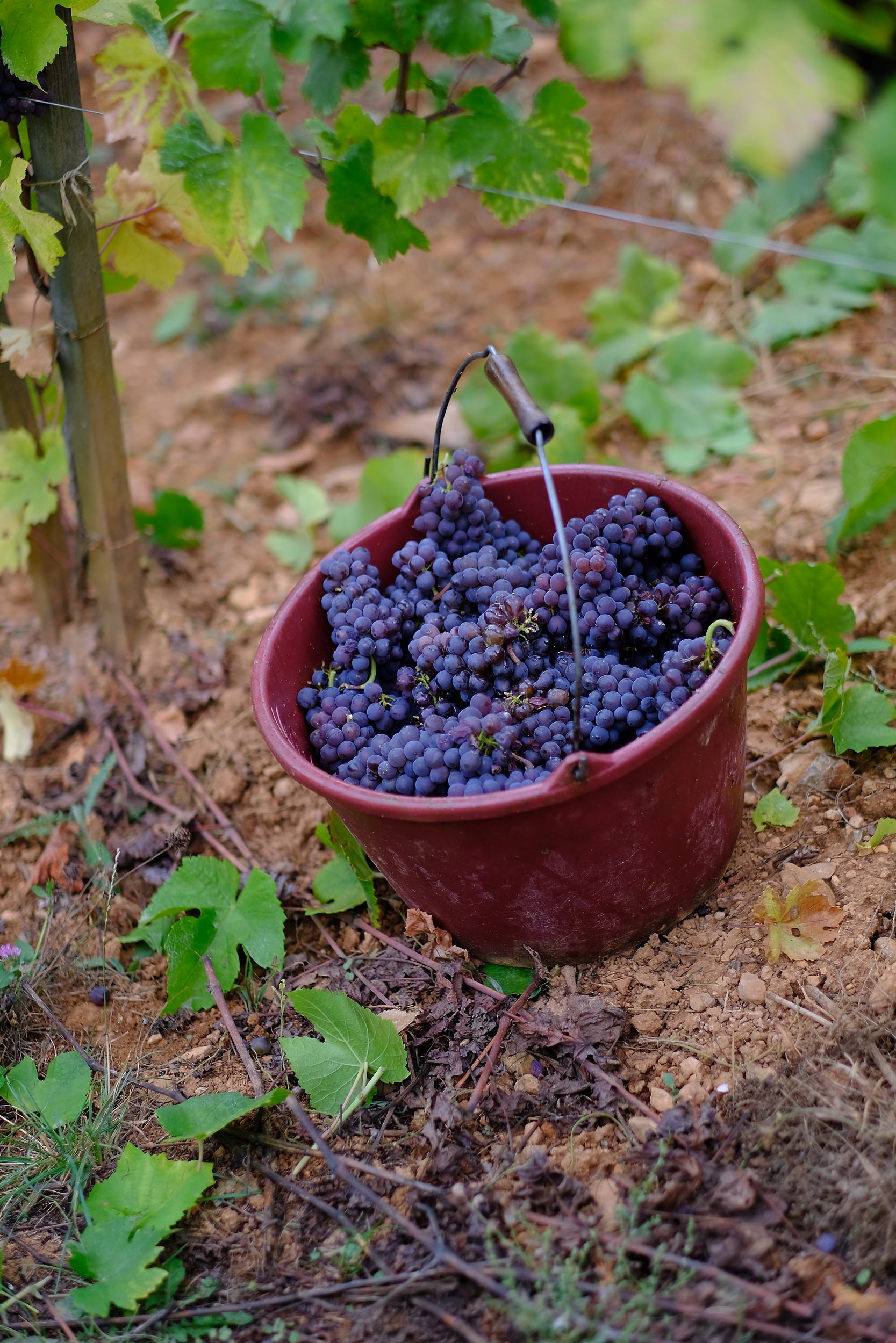 fotoreportage-wijn produceren-Vignoble des 2 lunes-Bosman Wijnkopers-469.jpg