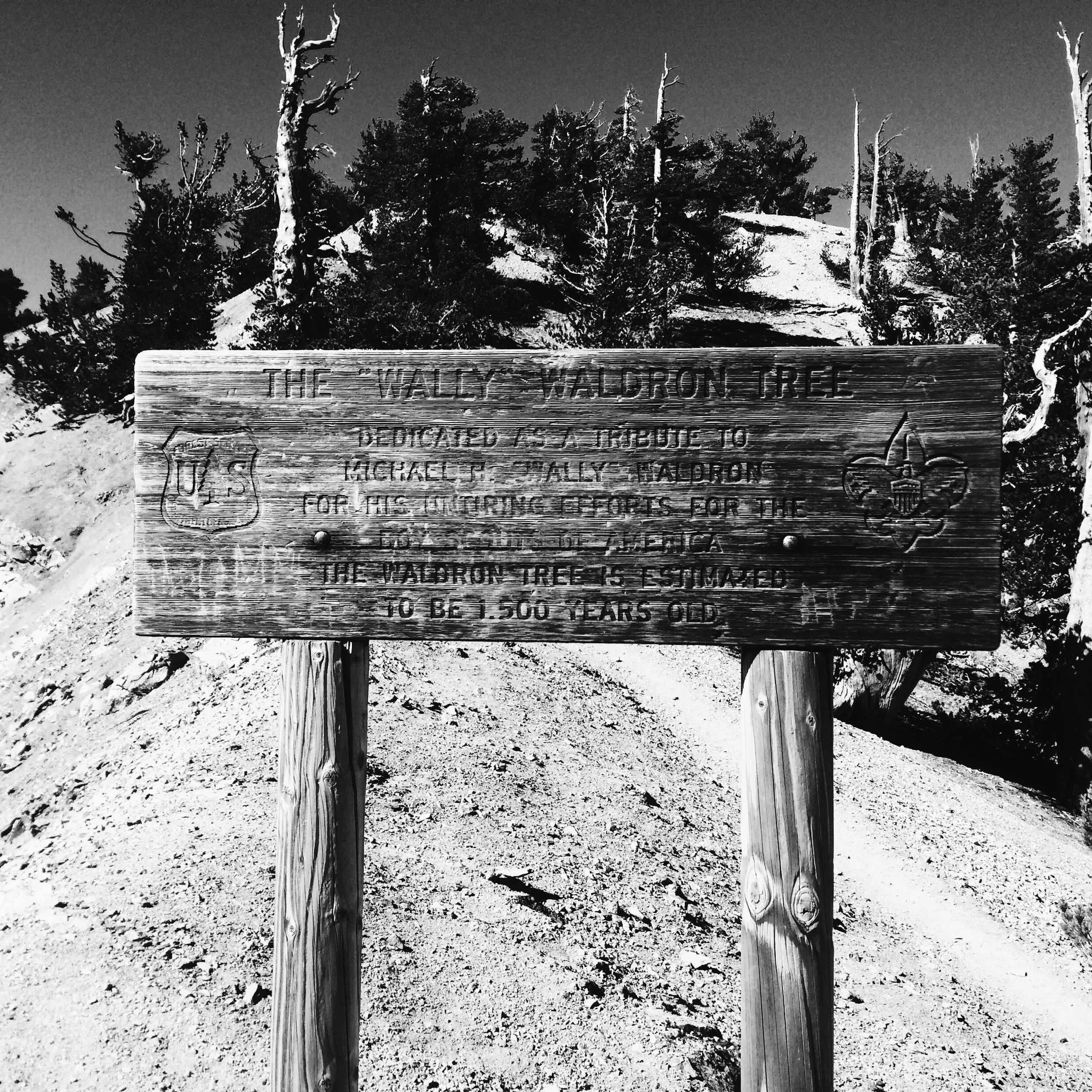 This sign says says something about the tree being 1500 years old.