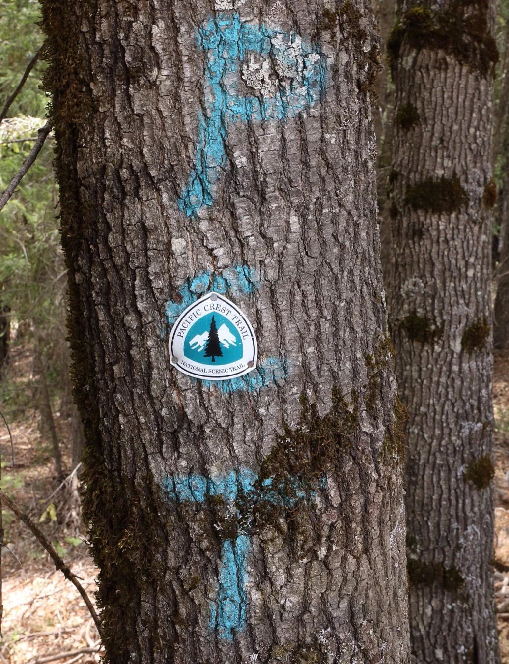 OMG it's an actual PCT crest, albeit with PCT spray-paint behind it. Notice how the crest isn't riddled with bullets. This one must be new. 