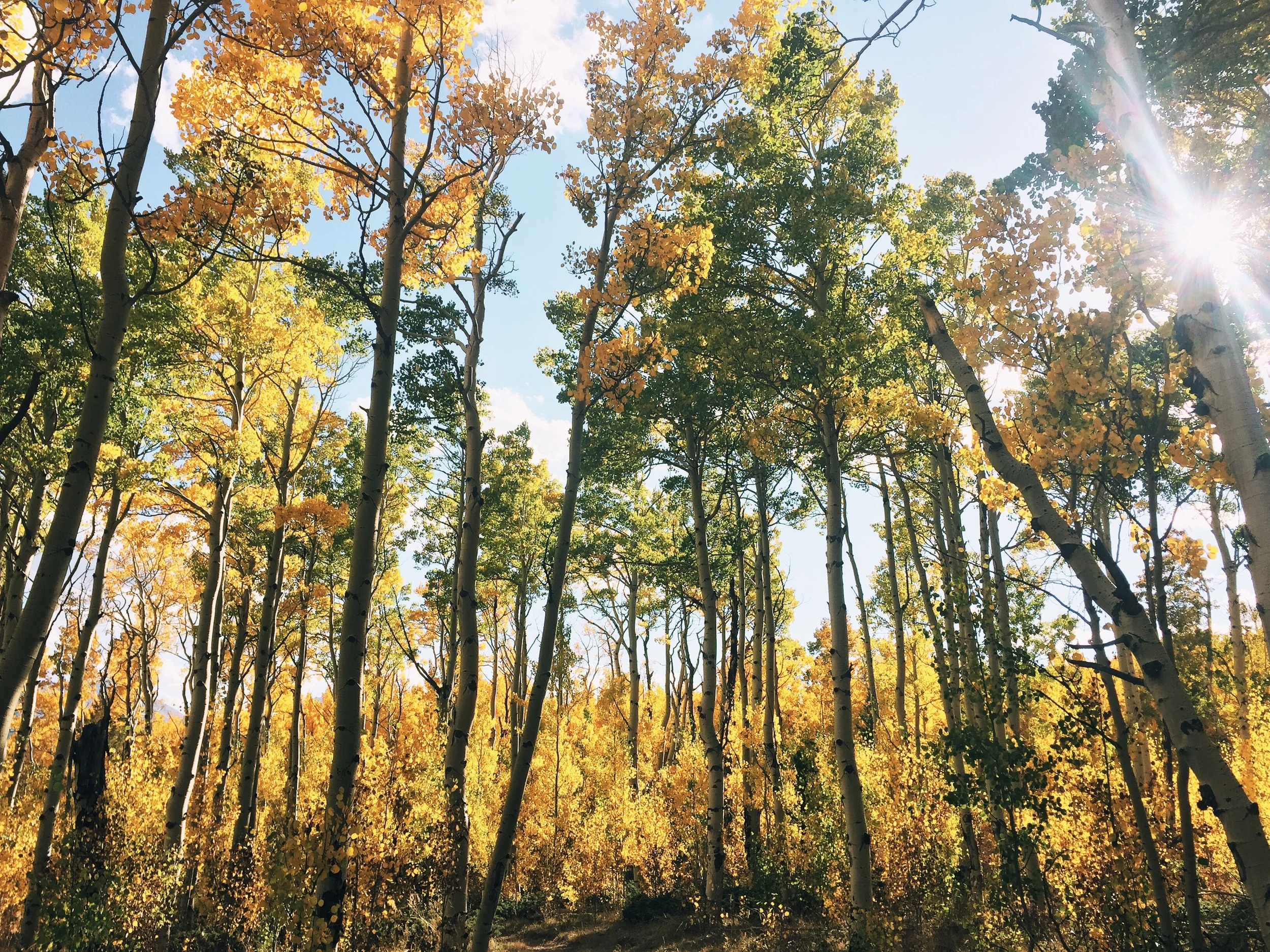 The ambiance of an aspen grove in late afternoon as the leaves turn golden is an almost unparalleled experience. So unbelievably serene.