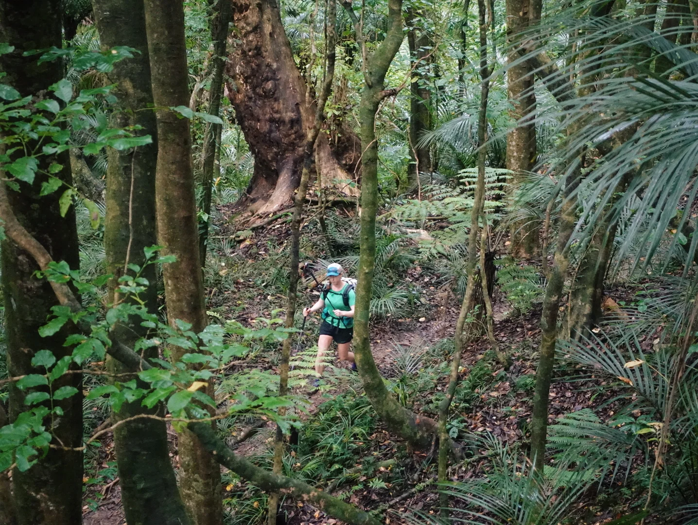 Dense native bush is sure to have spider webs across the trail first thing in the morning. The best defense against a spider to the face is letting someone else go first, but if you're on your own, a second pole will do. photo/ Jonathan