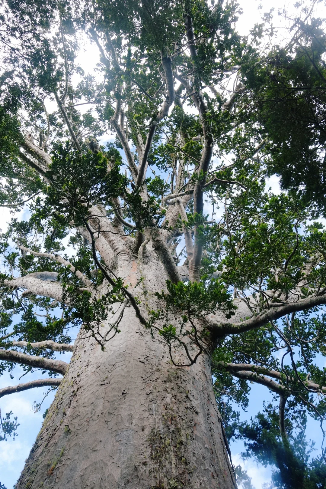 This massive Kauri, named Tane Moana, is believed to be over 1000 years old. photo/ Jonathan