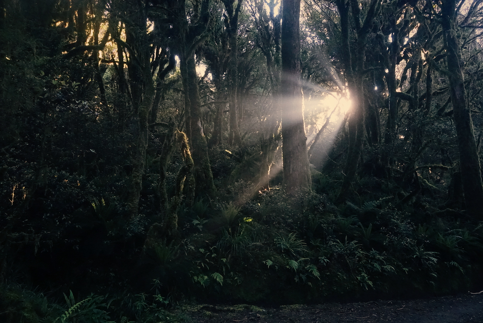 Morning light on the Timber Trail. photo/ Jonathan