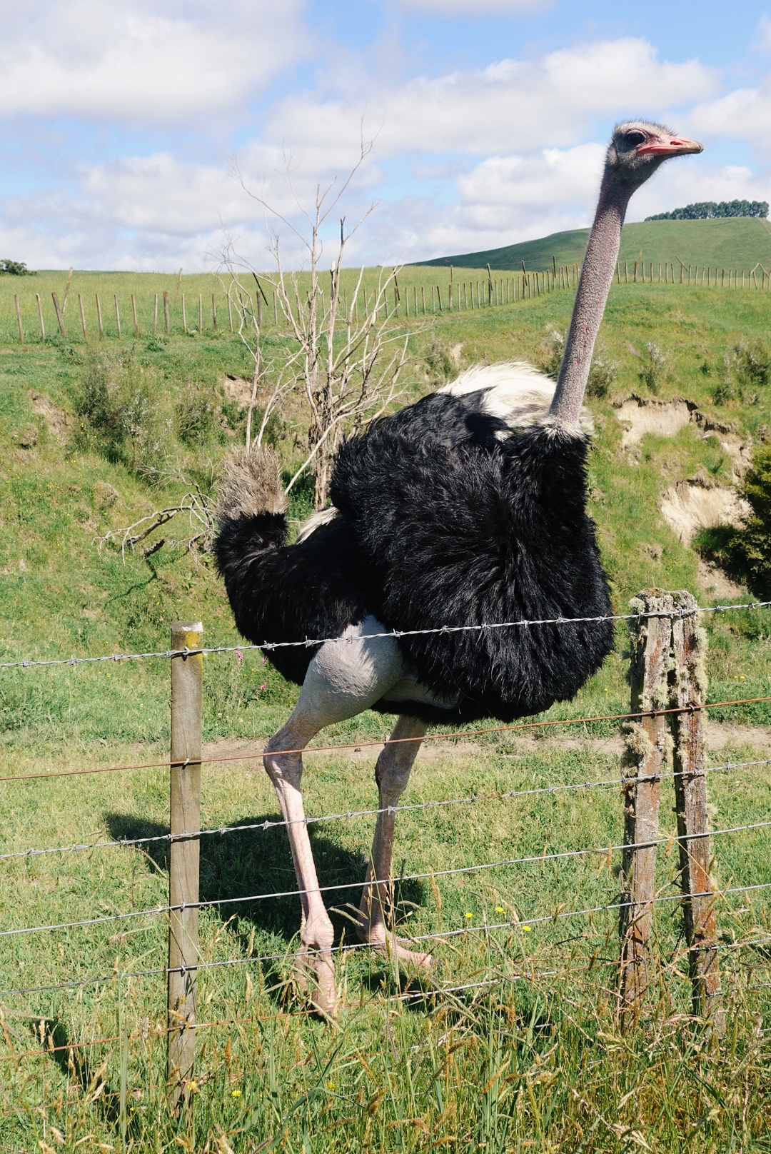 We met an ostrich! photo/ Jonathan