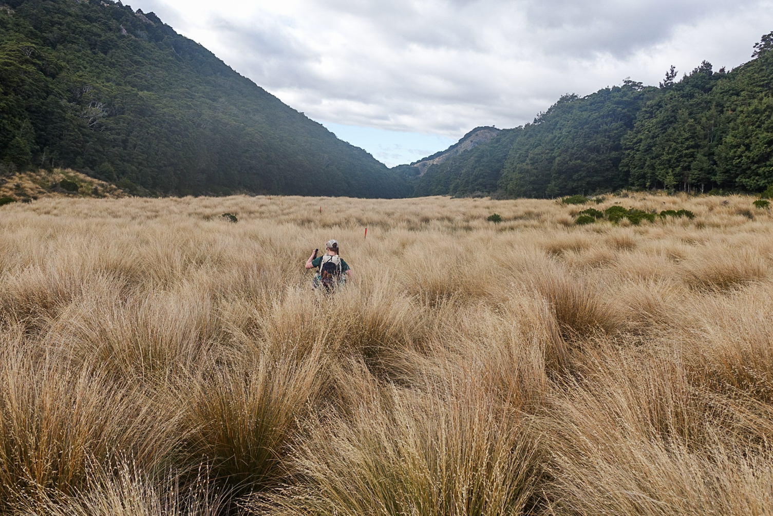 Tussock that goes on forever photo/ Jonathan