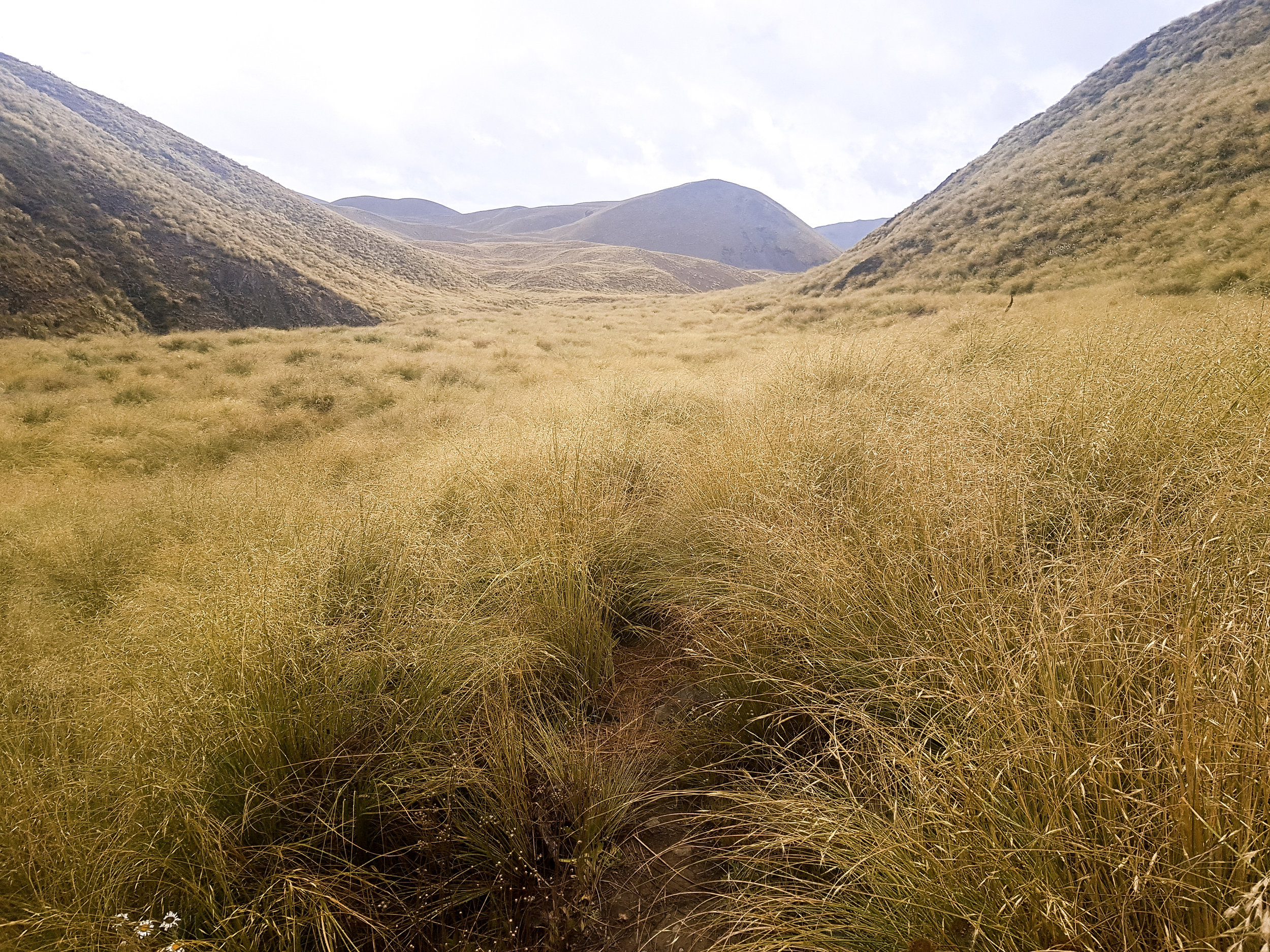 This is what tussock hell looks like. Don't see a trail? Neither do we. photo/ Jonathan