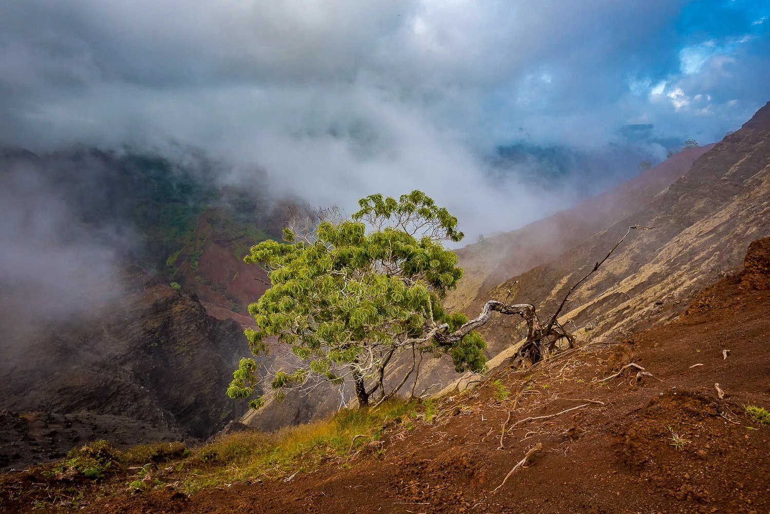 Waimea Canyon with Koa tree