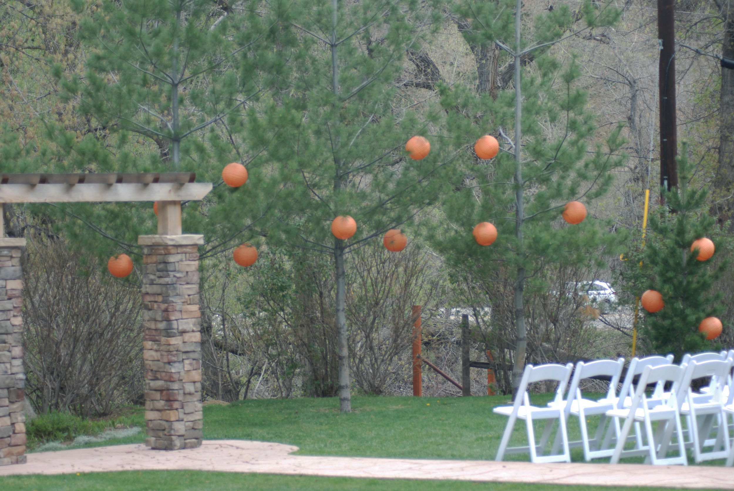 tangerine trees.jpg