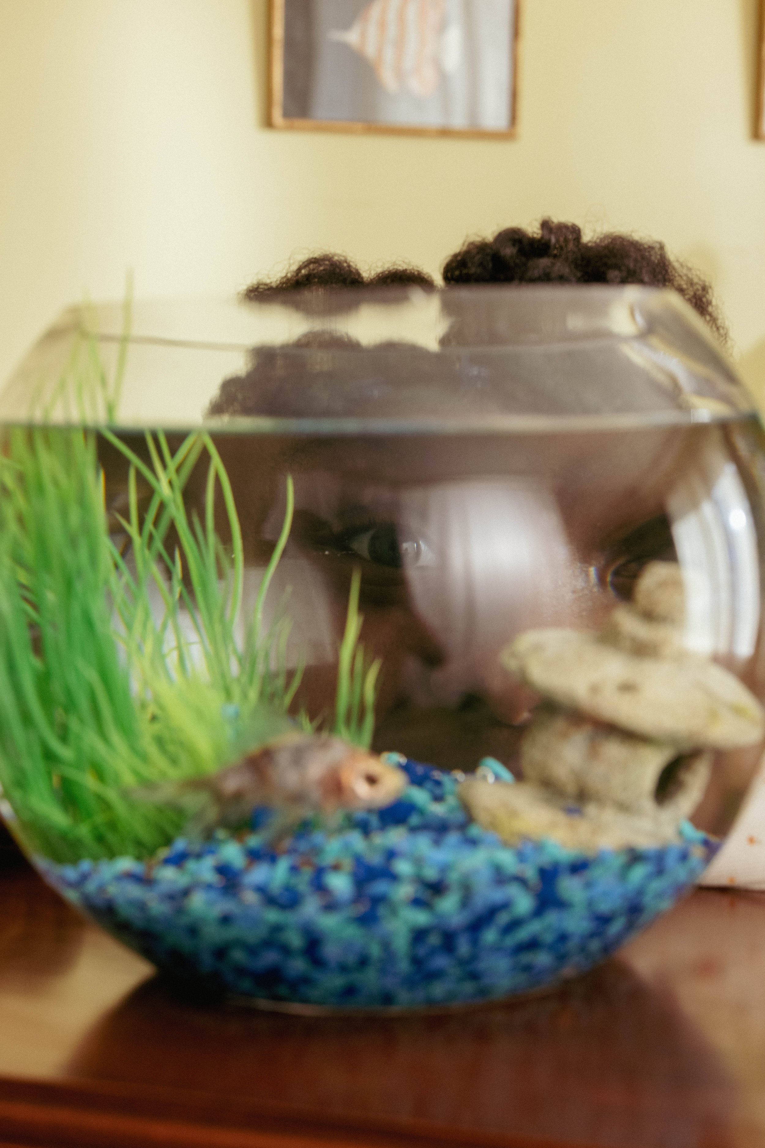 Close-up of a person's face peering into a small fish tank with artificial green plants, colorful gravel, and ceramic decorations, with a blurred background of a yellow wall and framed pictures.