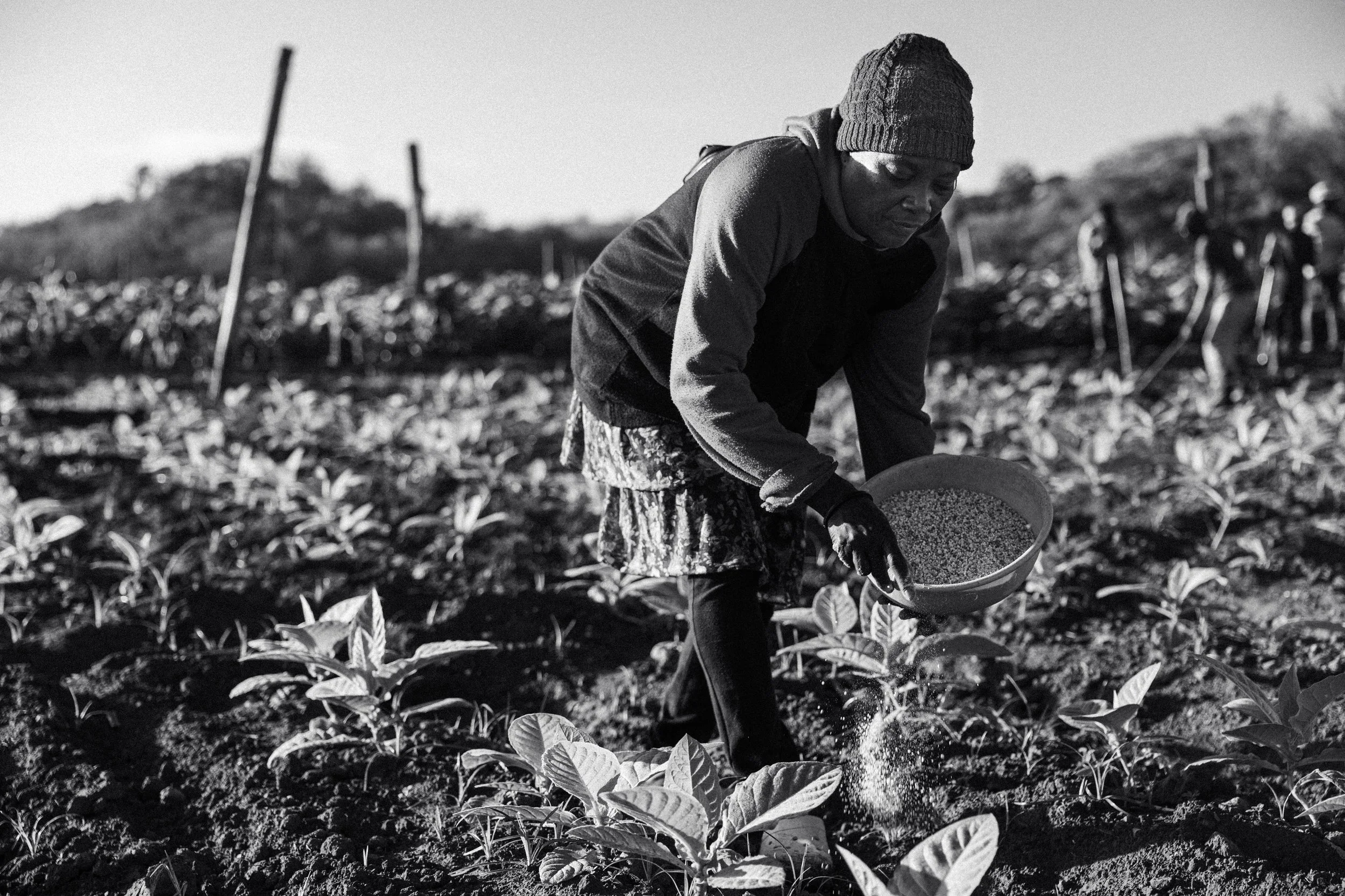 A person wearing a beanie and jacket planting seeds in a field on a sunny day.