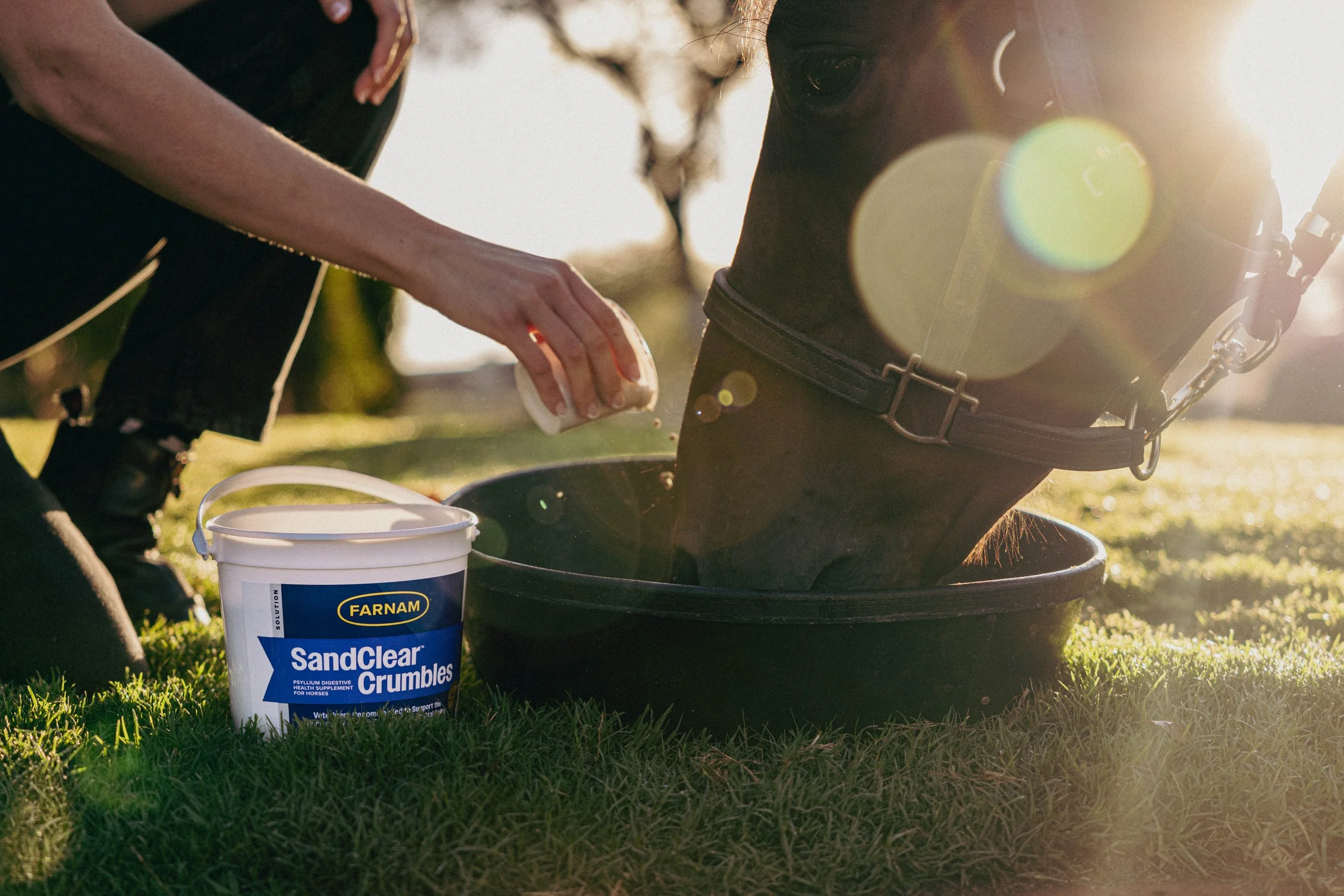 Person cleaning a horse's hoof with a sponge, with a bucket labeled 'SandClear Crumbles' nearby, outdoors on grass with sunlight.